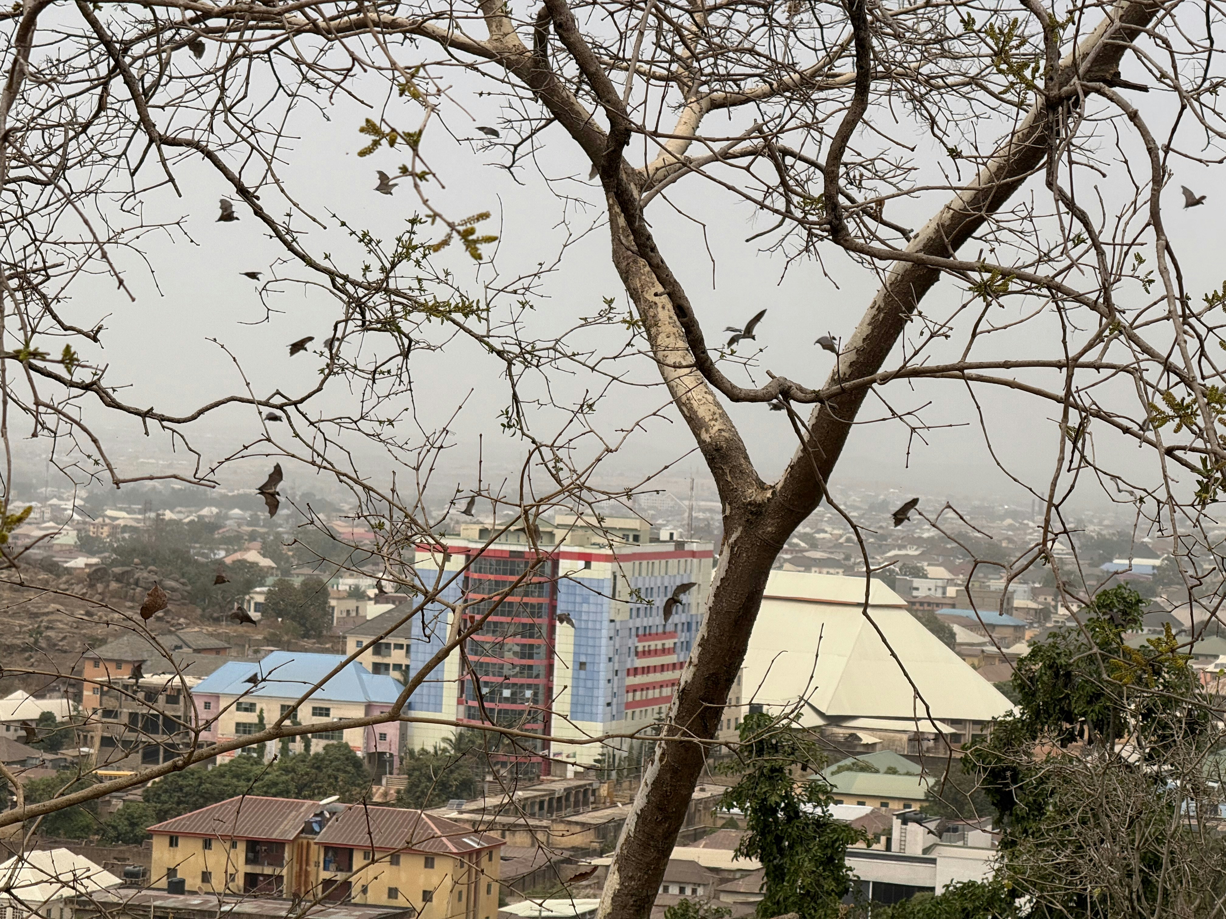 Birds fly over a city with buildings.