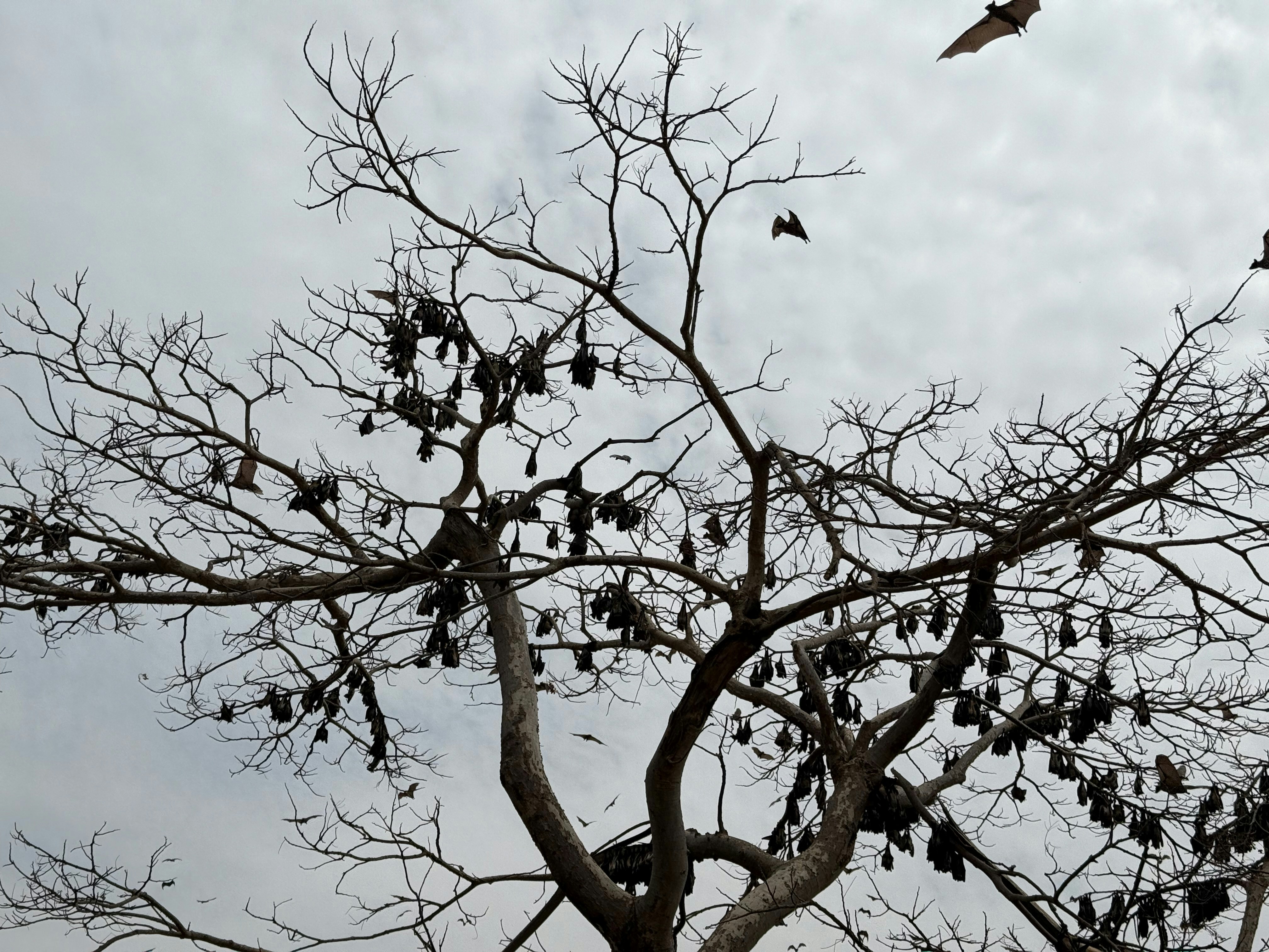 Bats are roosting in a bare tree.