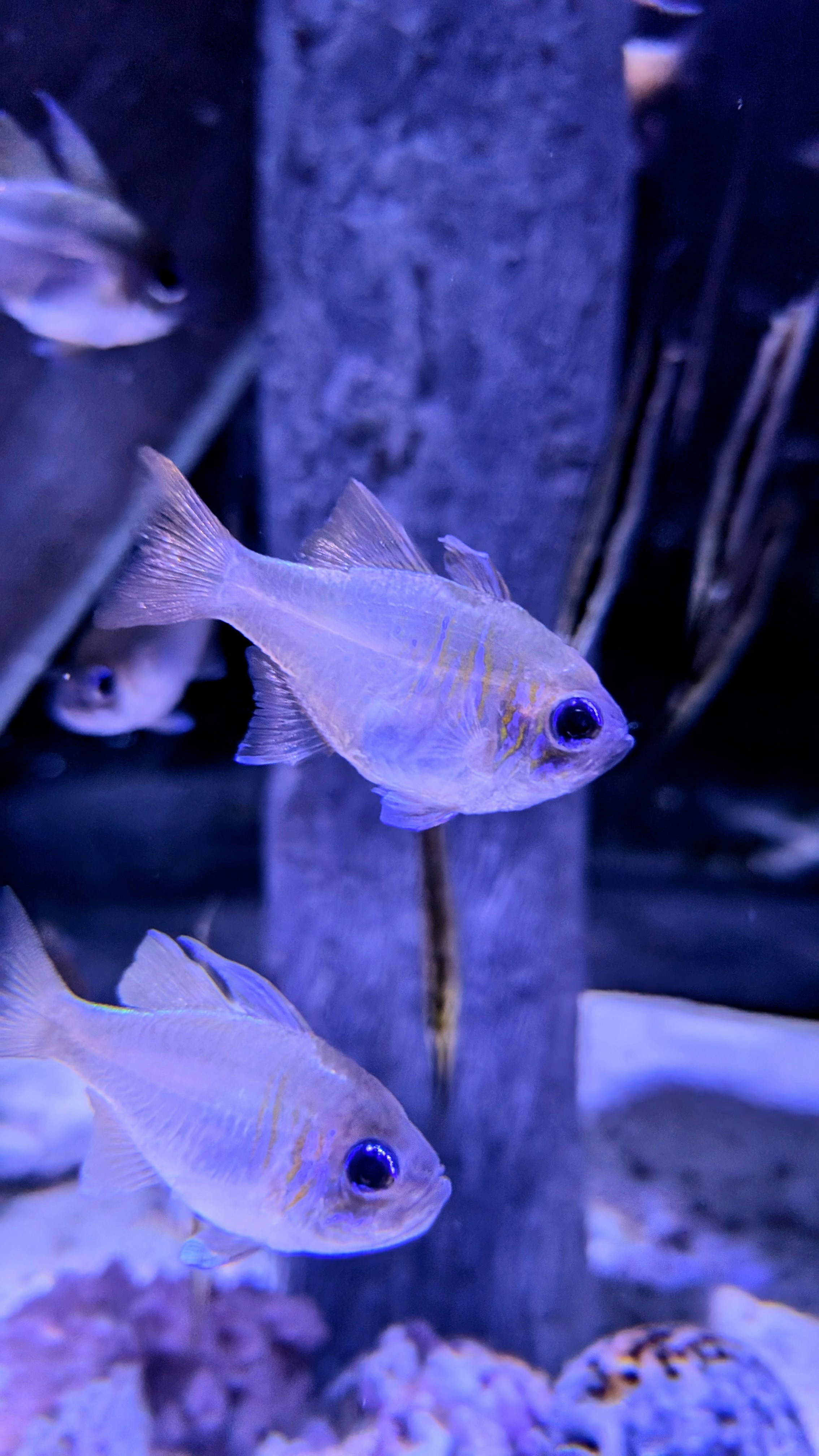 Small fish swimming in an aquarium.