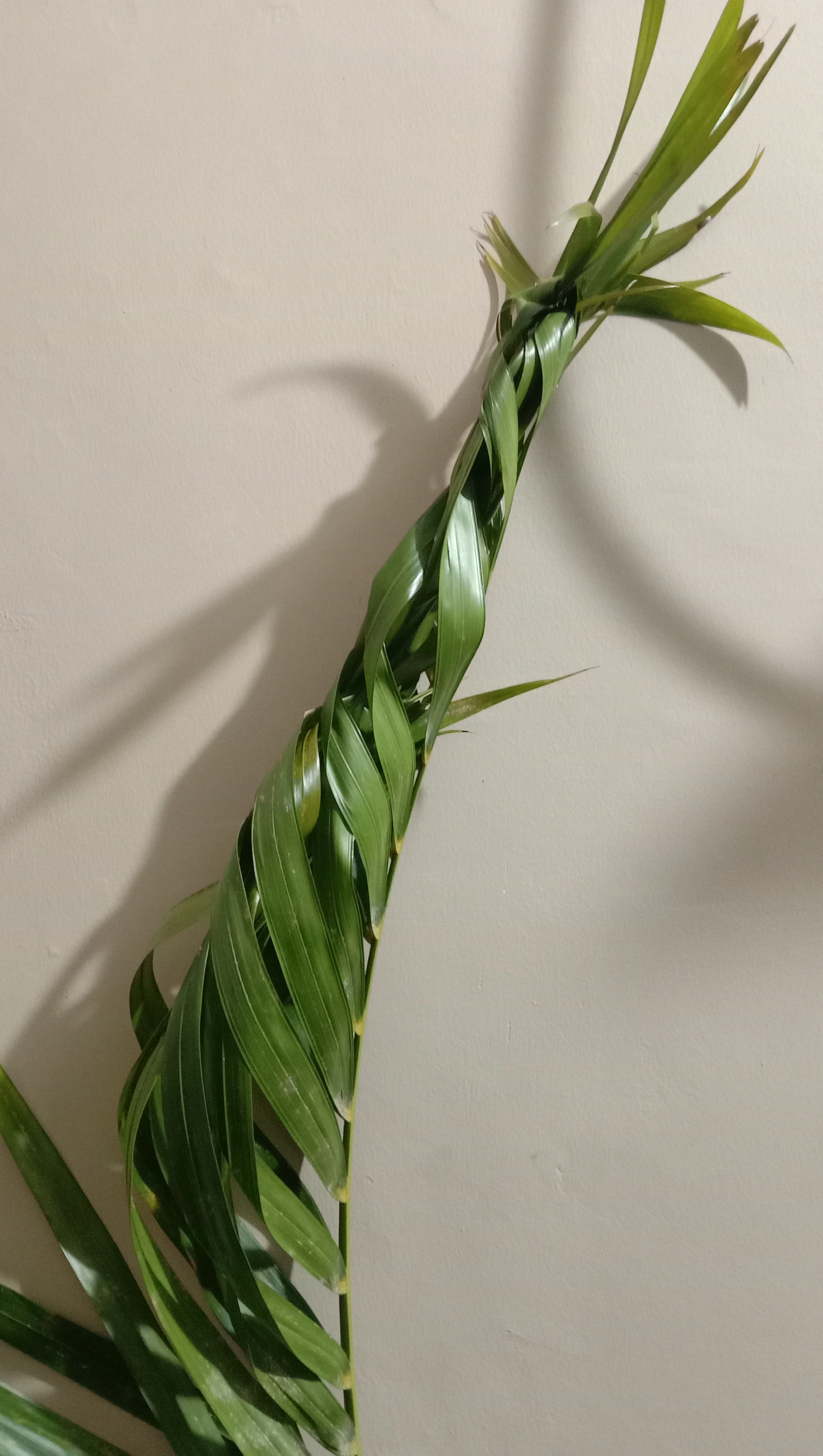Woven green leaves on a light background.