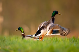 Best Spinning Wing Decoys: These decoys have motorized wings that spin