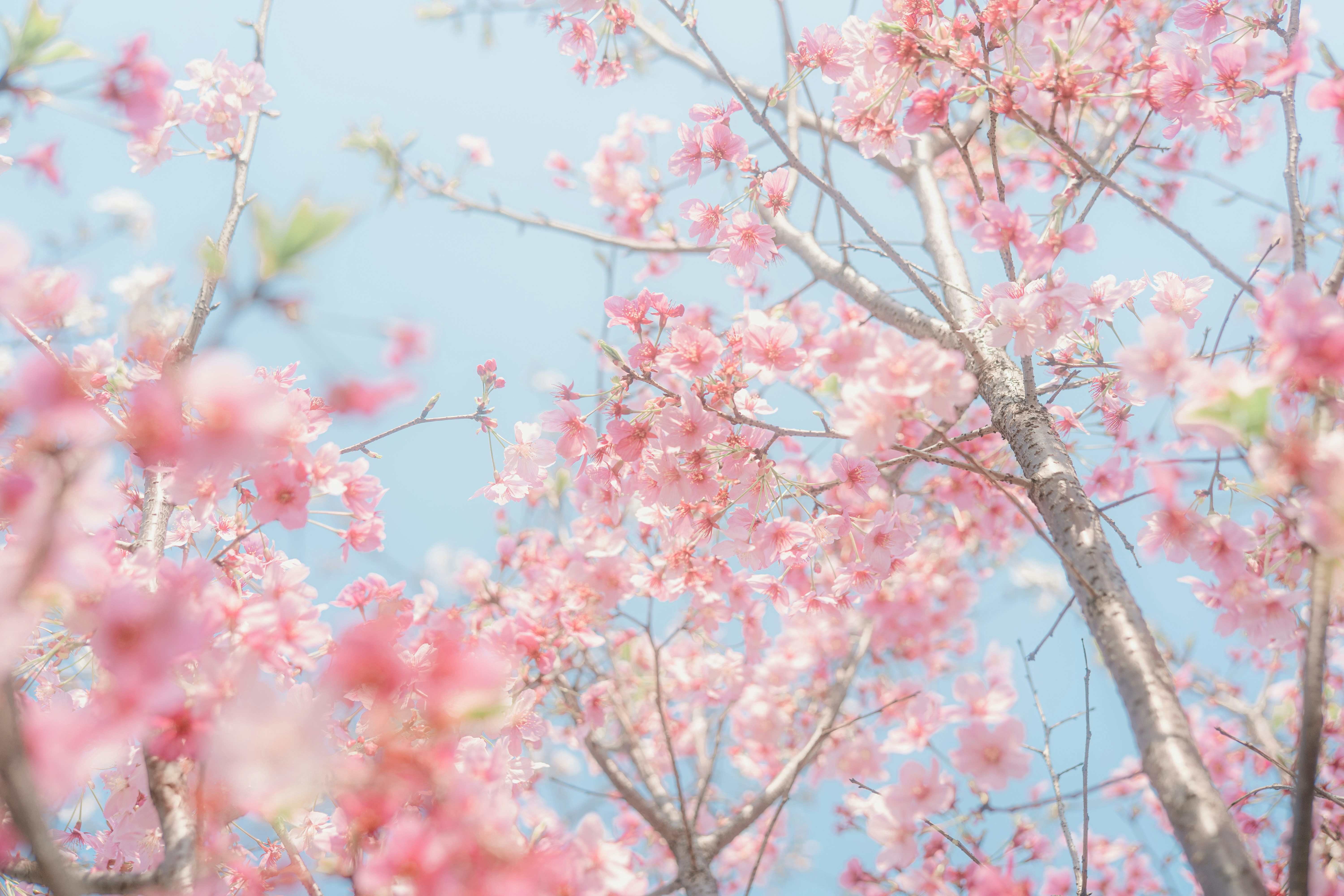 Photo by xiexianghua