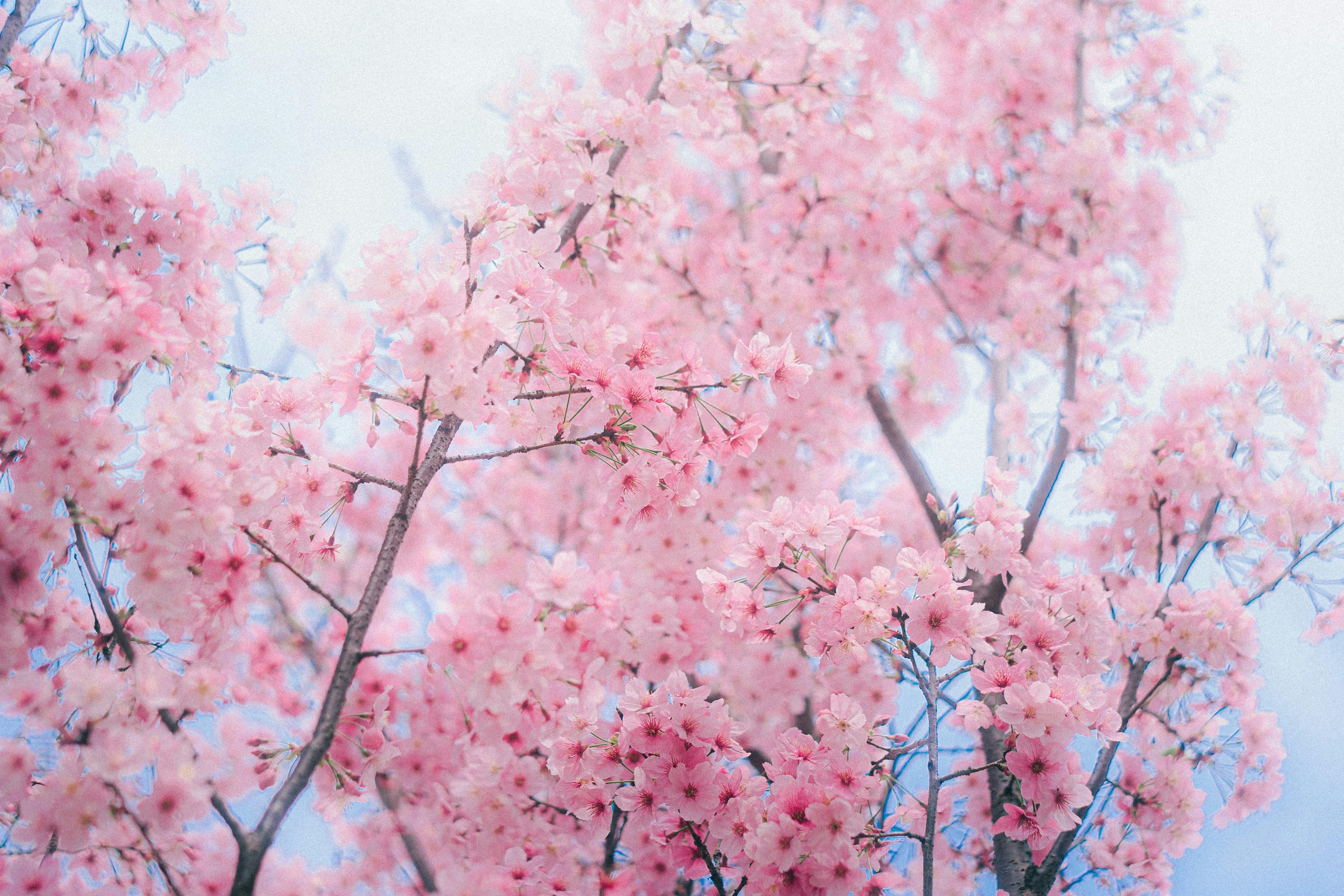 Photo by xiexianghua