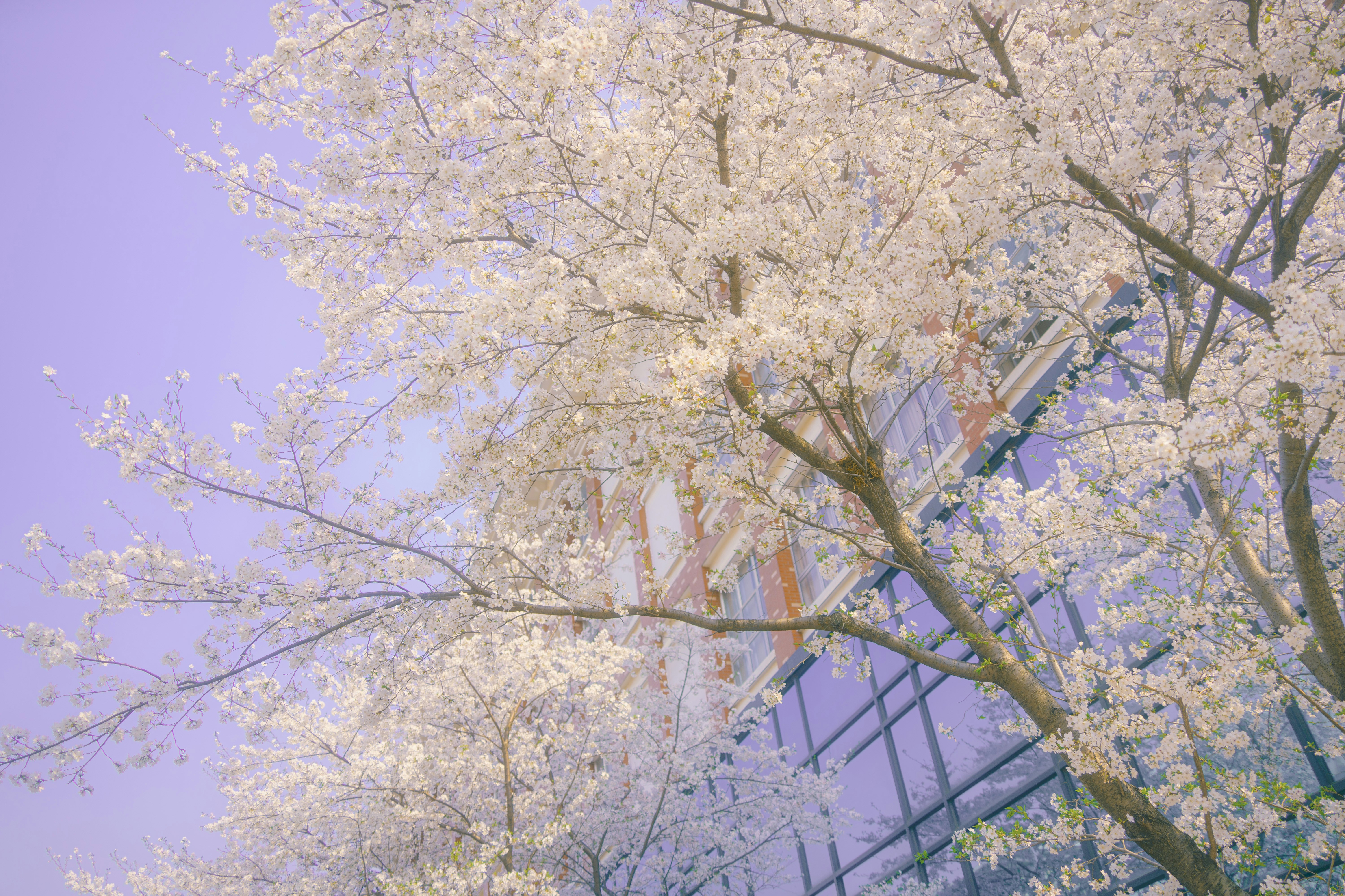 Photo by xiexianghua