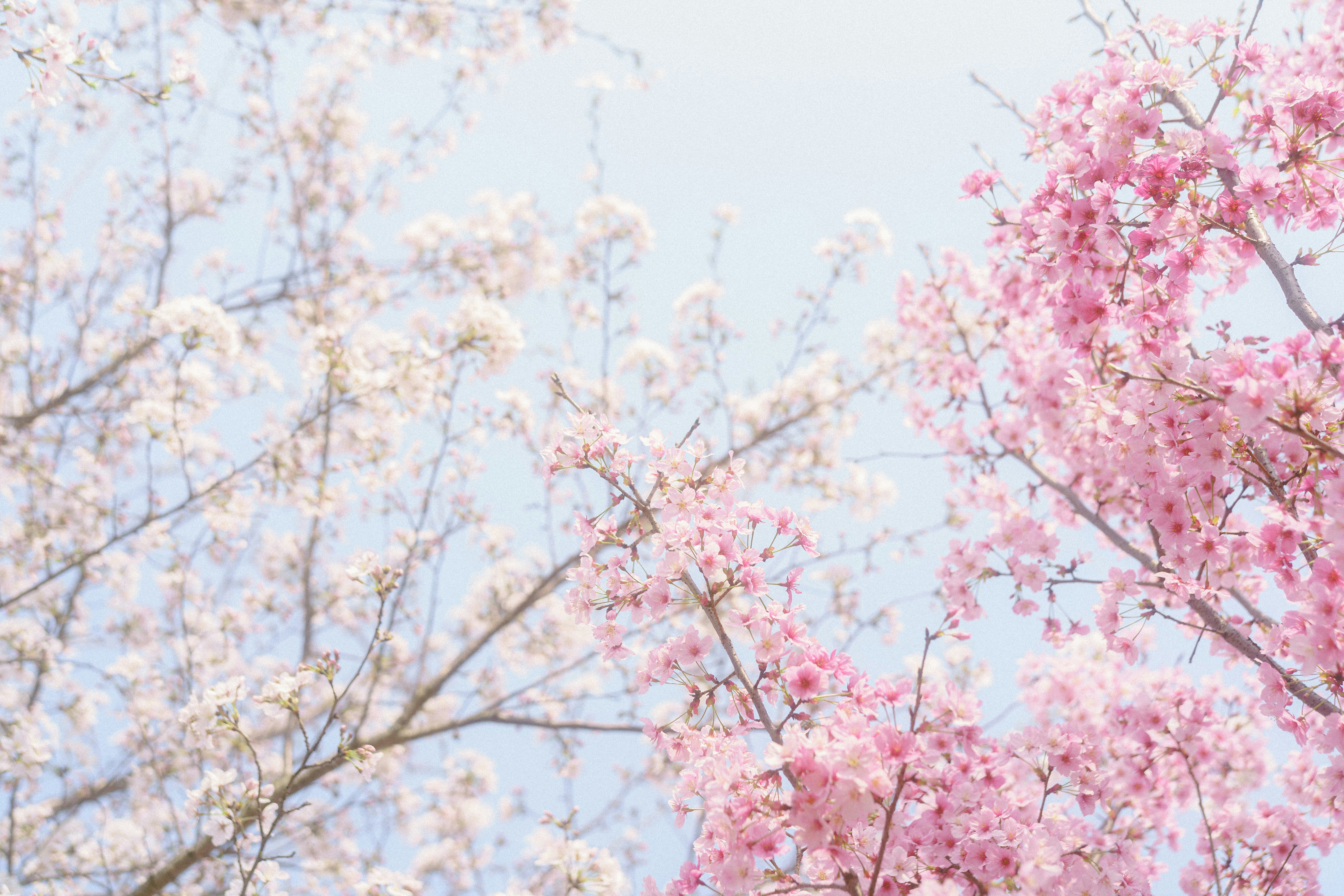 Photo by xiexianghua