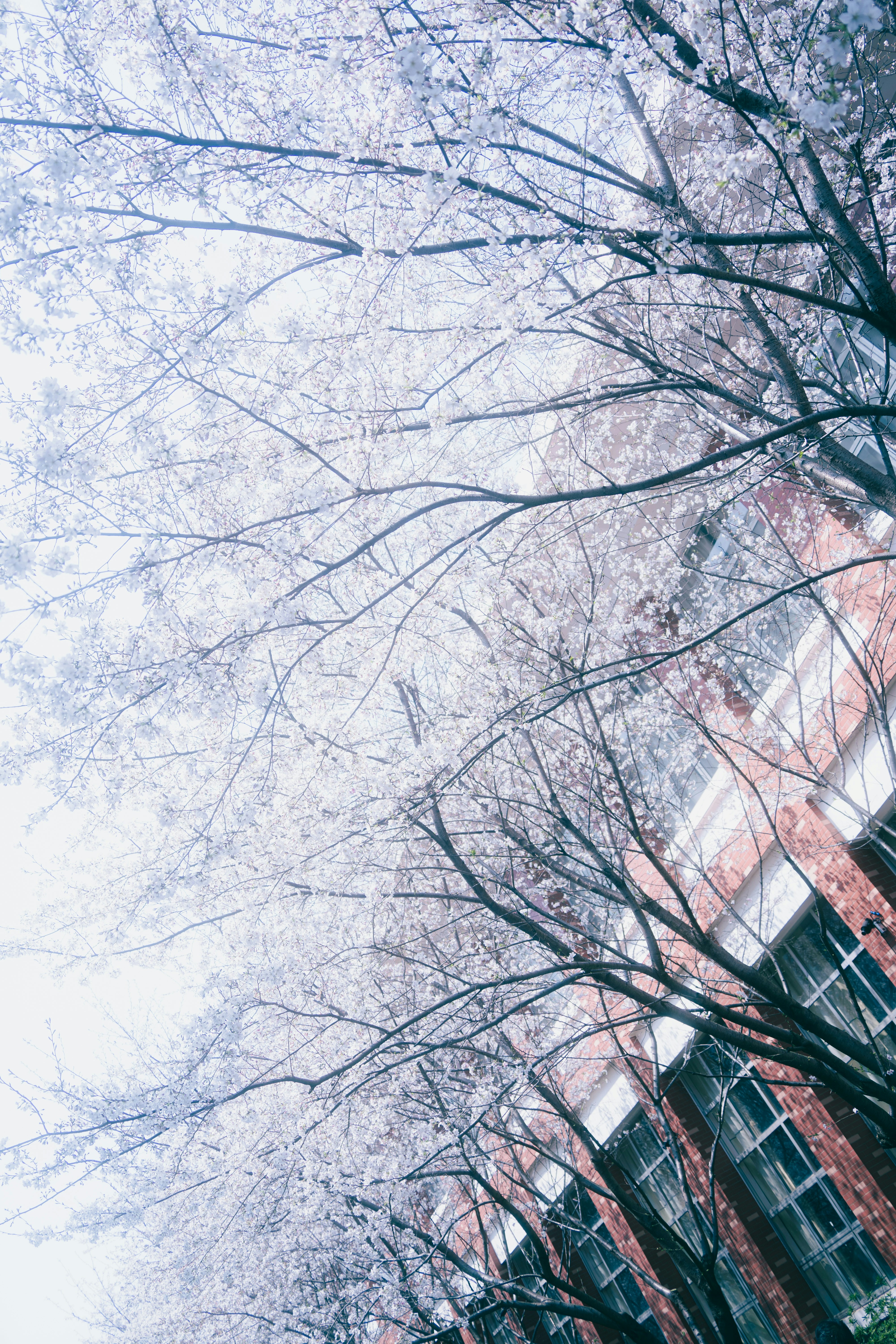 Photo by xiexianghua