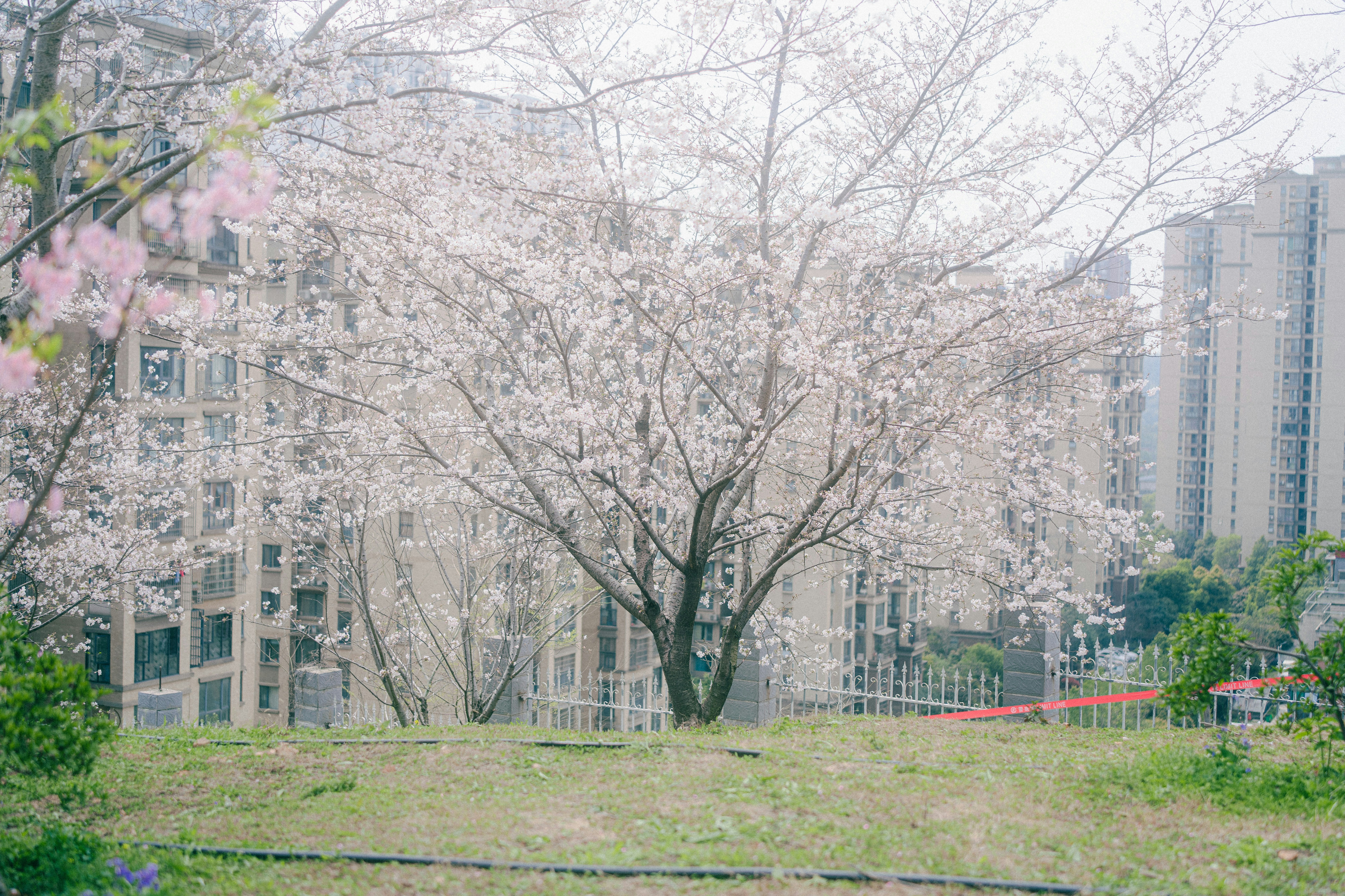Photo by xiexianghua