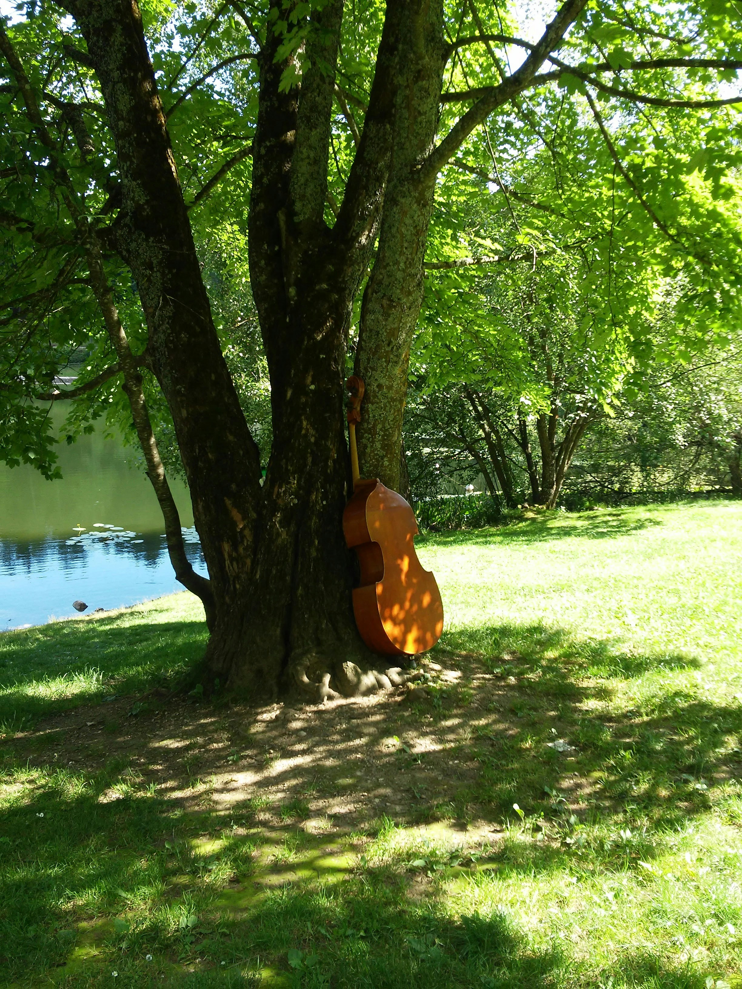 A guitar leans against a tree in the park.