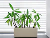 Green bamboo plant in planter.