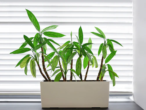 Green bamboo plant in planter.