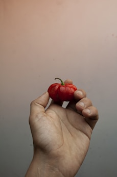 A hand holds a bright red chili pepper.