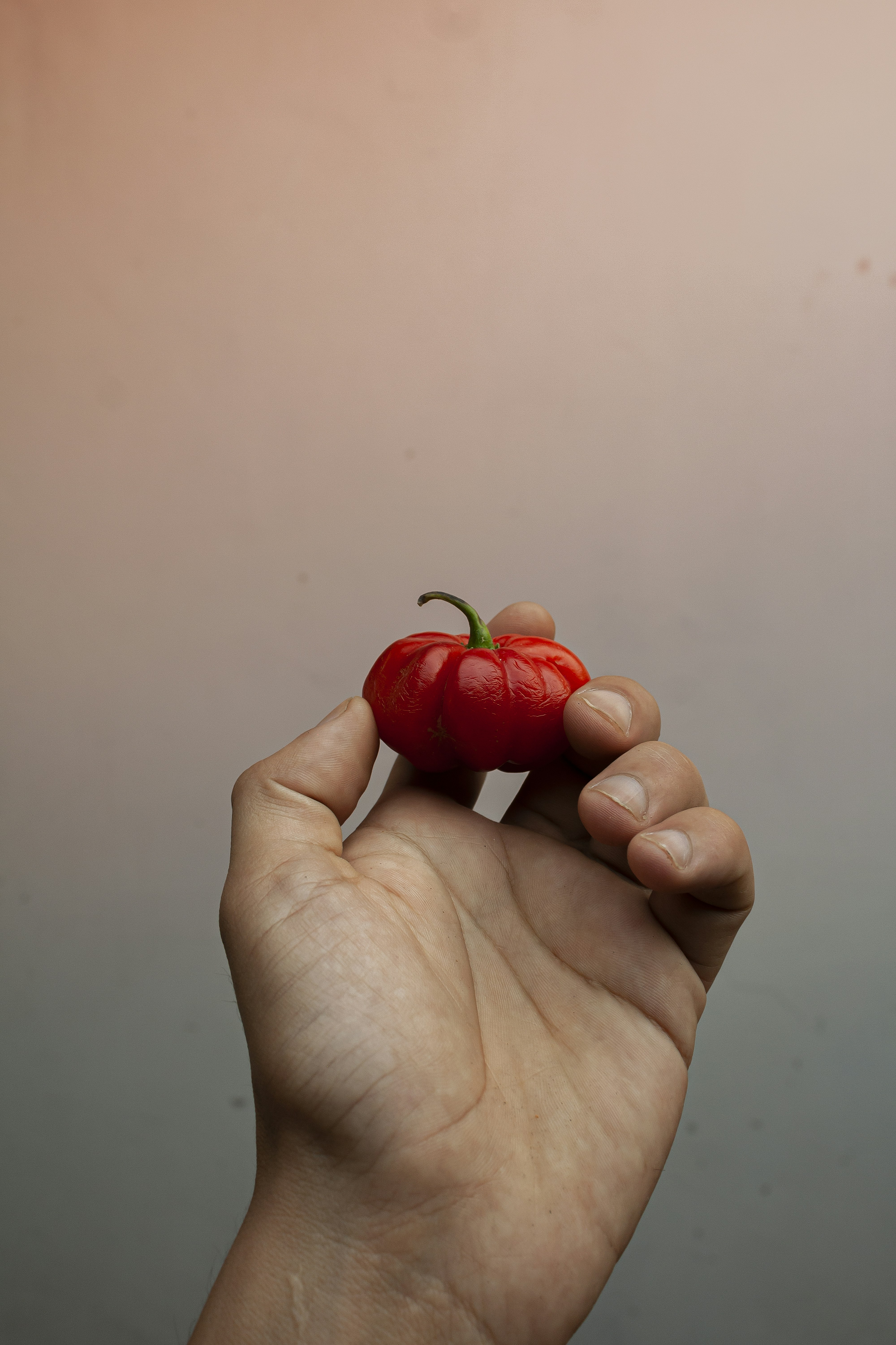 A hand holds a bright red chili pepper.
