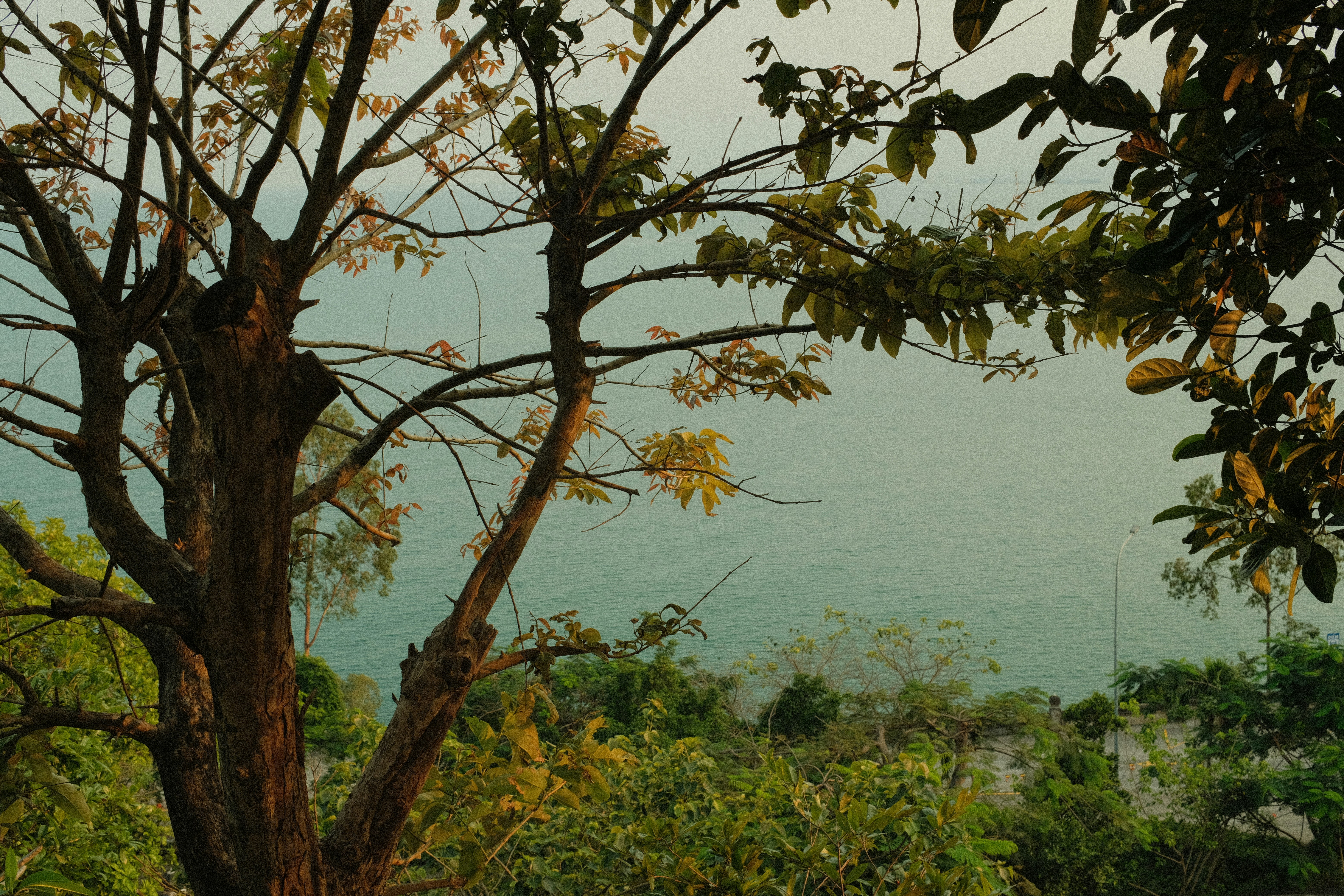 Trees frame a serene landscape view.