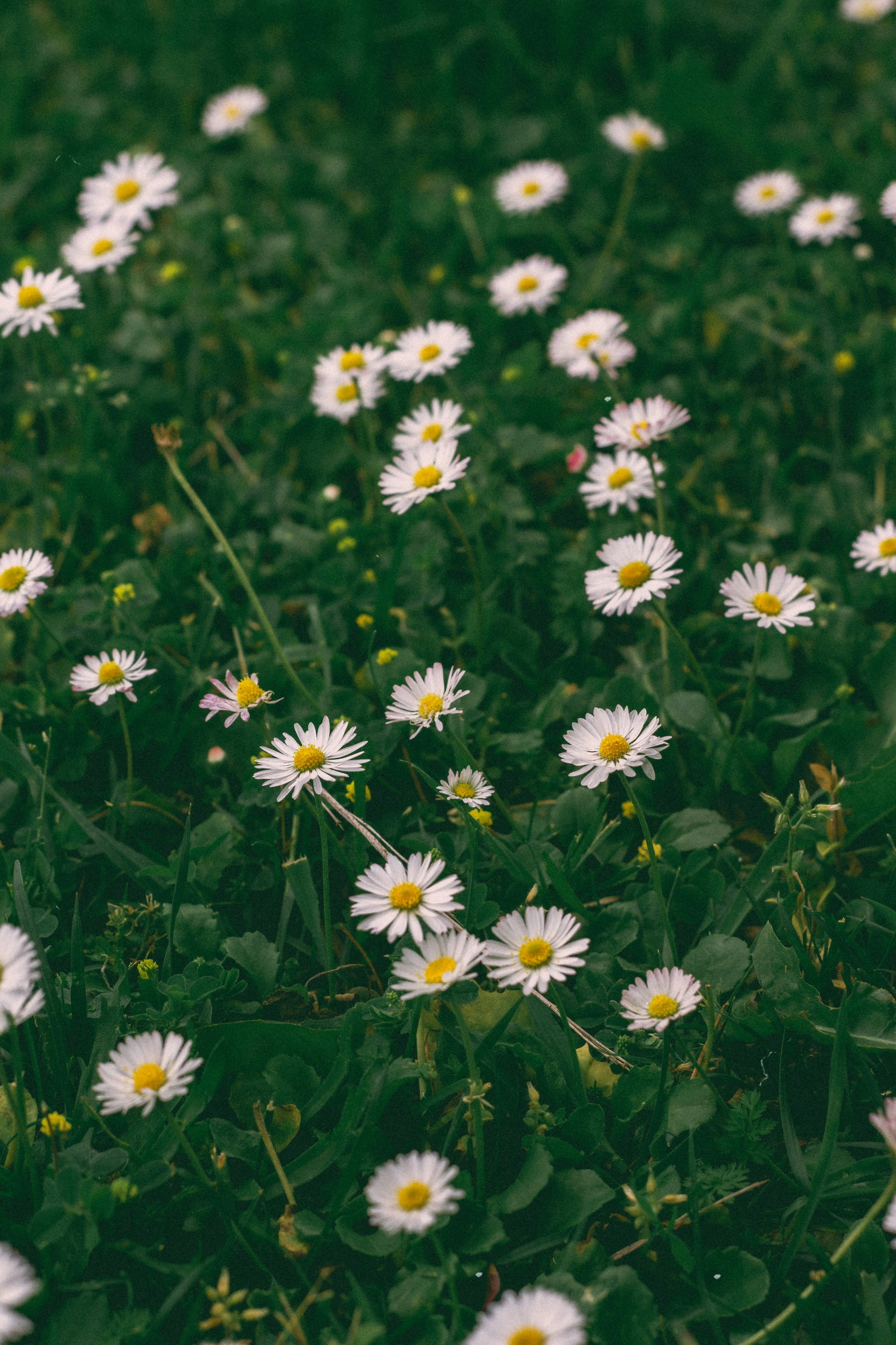 Photo by omarcelorangel