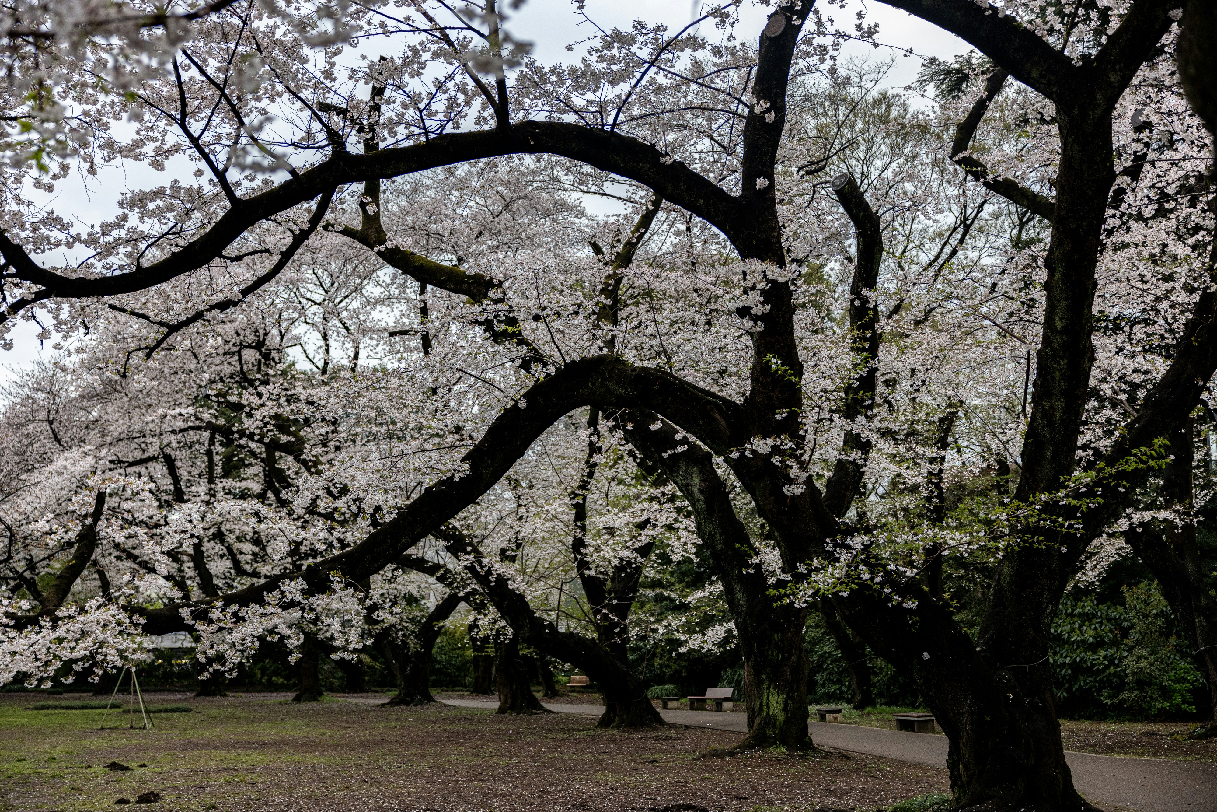 園内には桜が美しく咲き誇ります。
