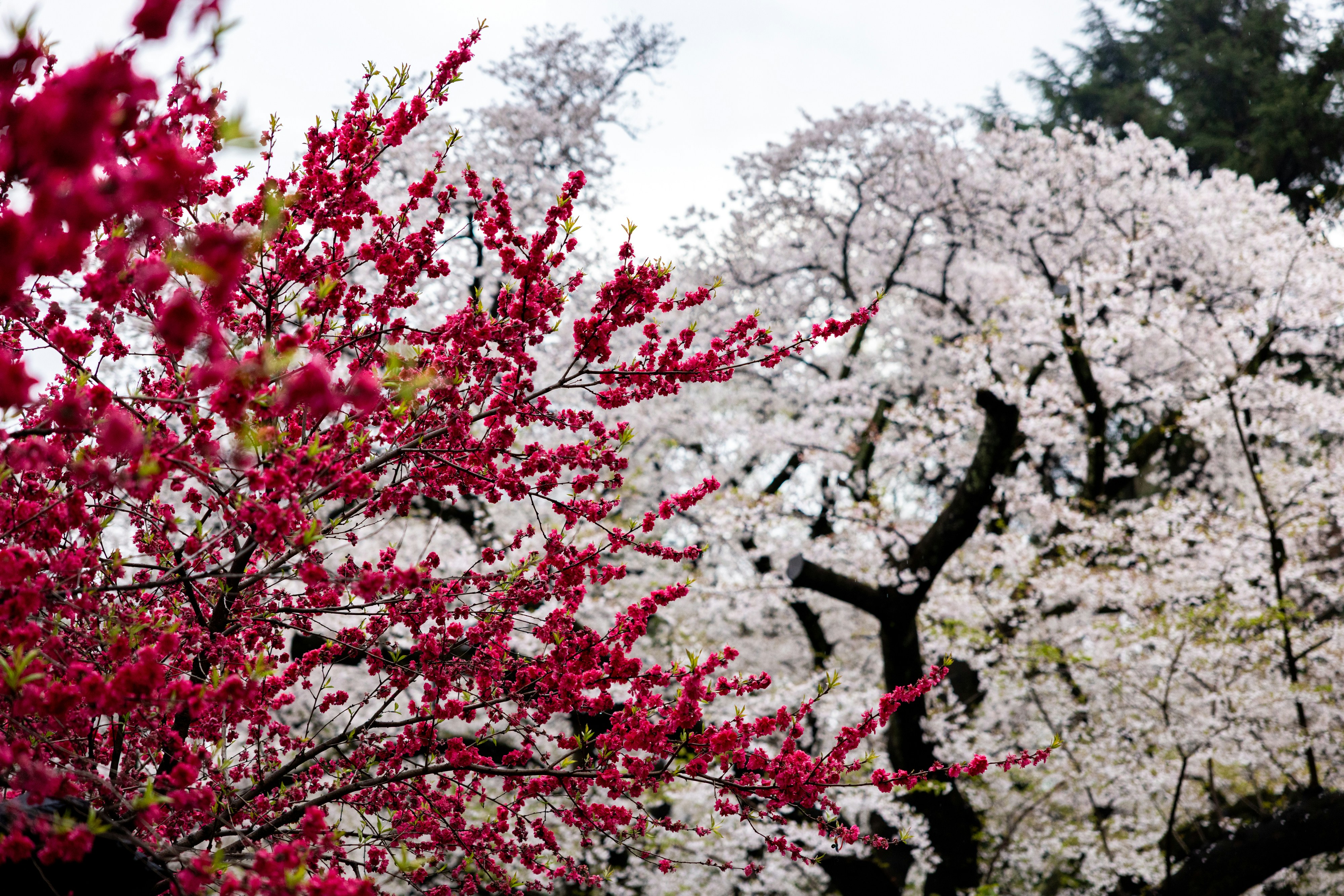 春には赤と白の花を咲かせます。