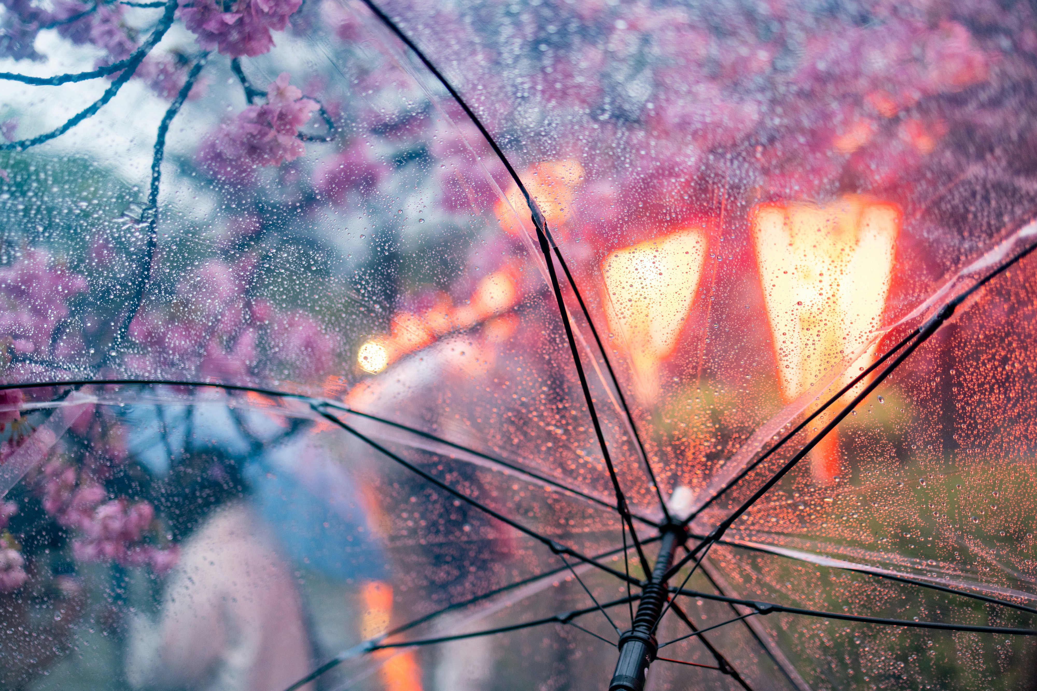 雨の日の花とライトの傘のビュー。