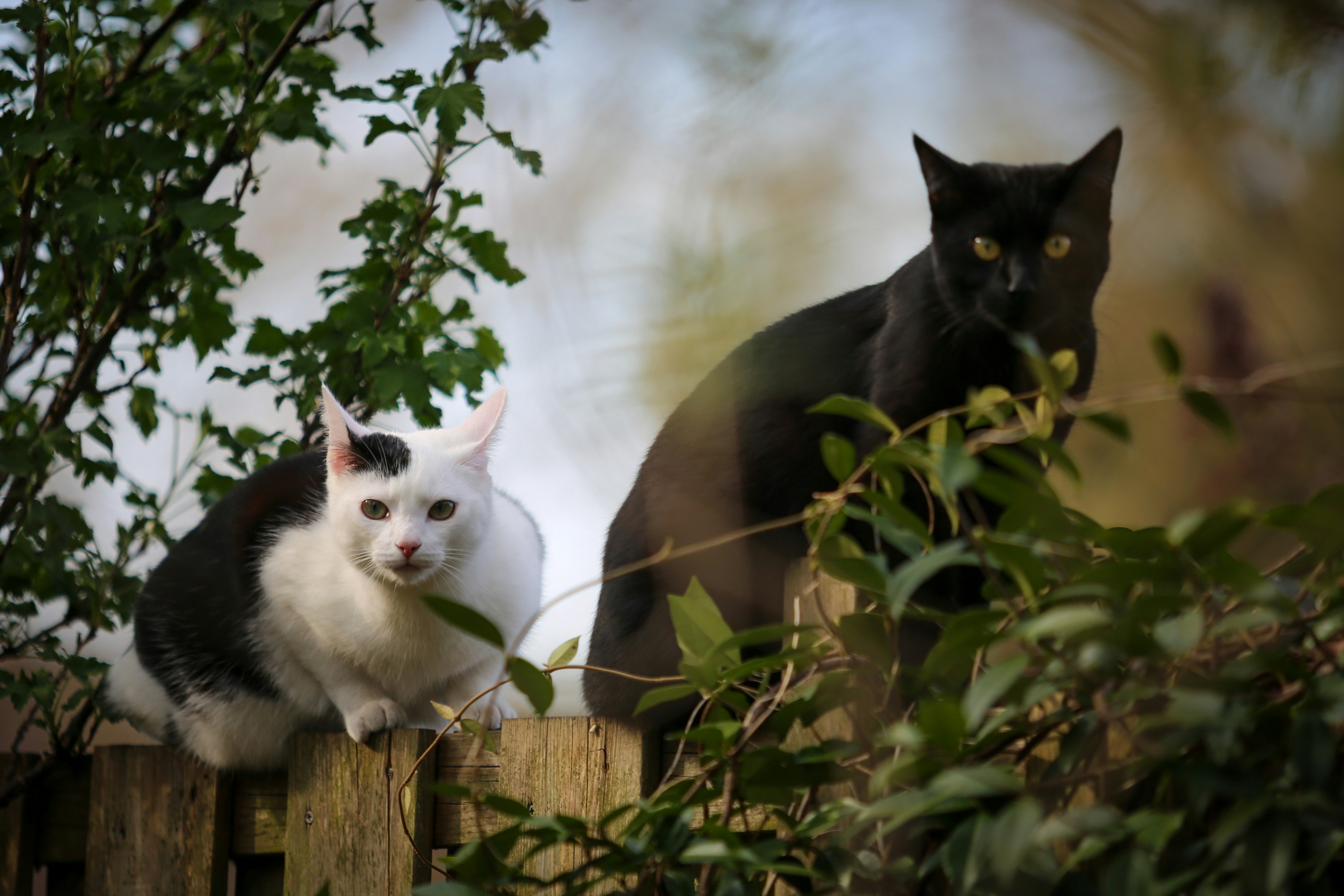 Two cats are sitting on a wooden fence.