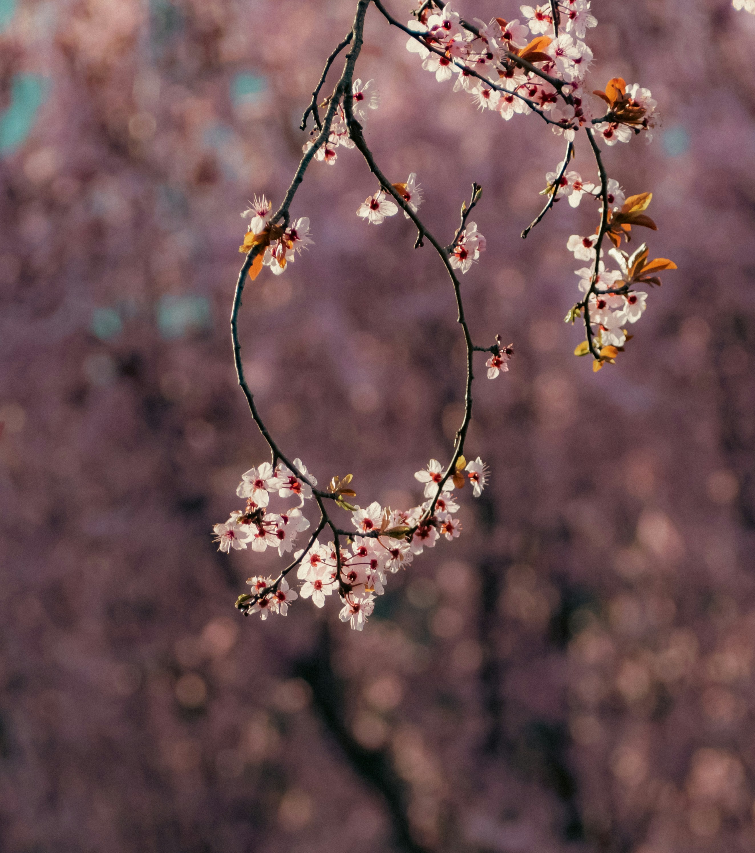 spring floral wallpaper, wallpaper, Spring Color Palettes: Best Matching Ideas 4