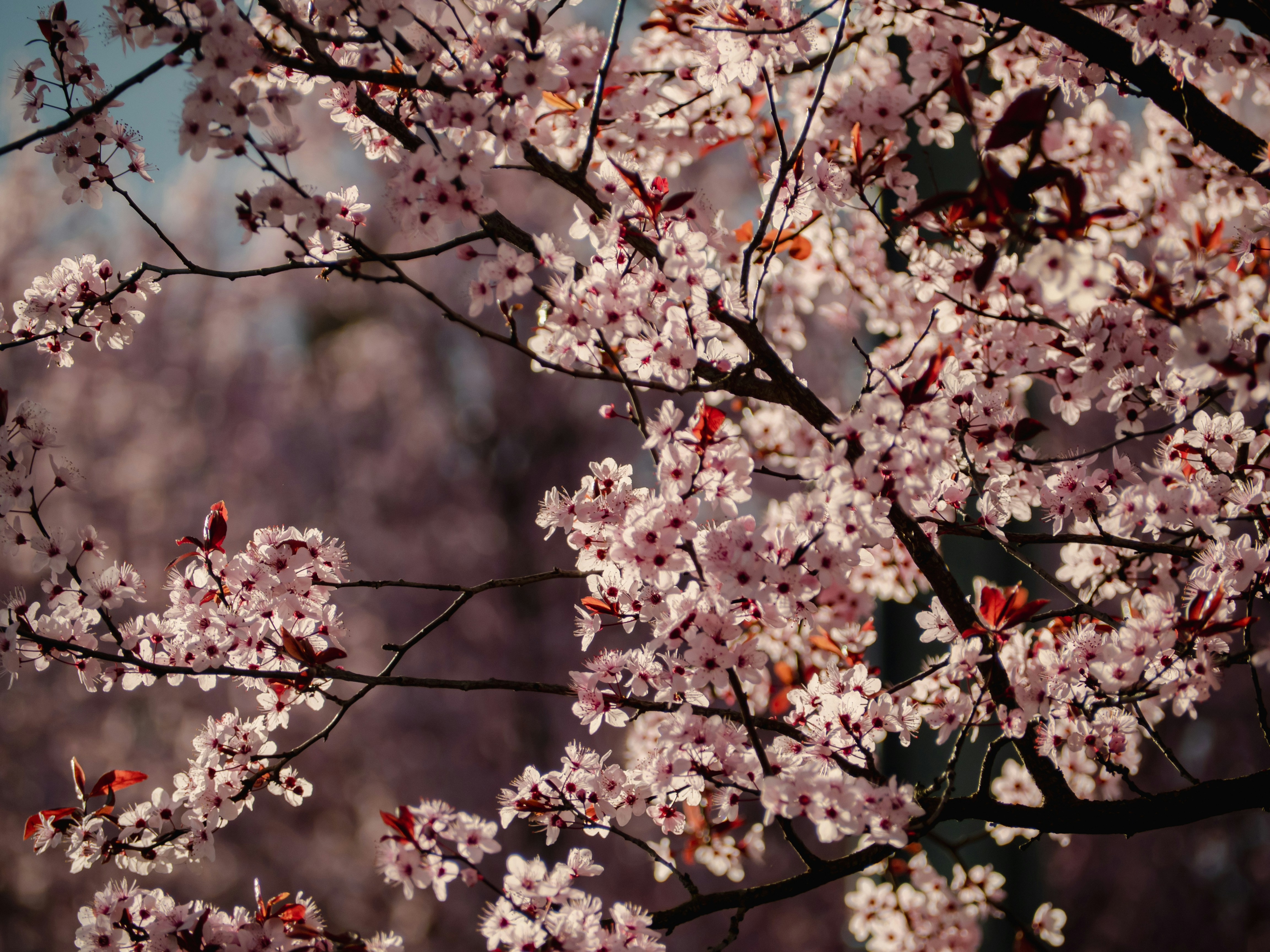 spring floral wallpaper, wallpaper, Spring Color Palettes: Best Matching Ideas 5