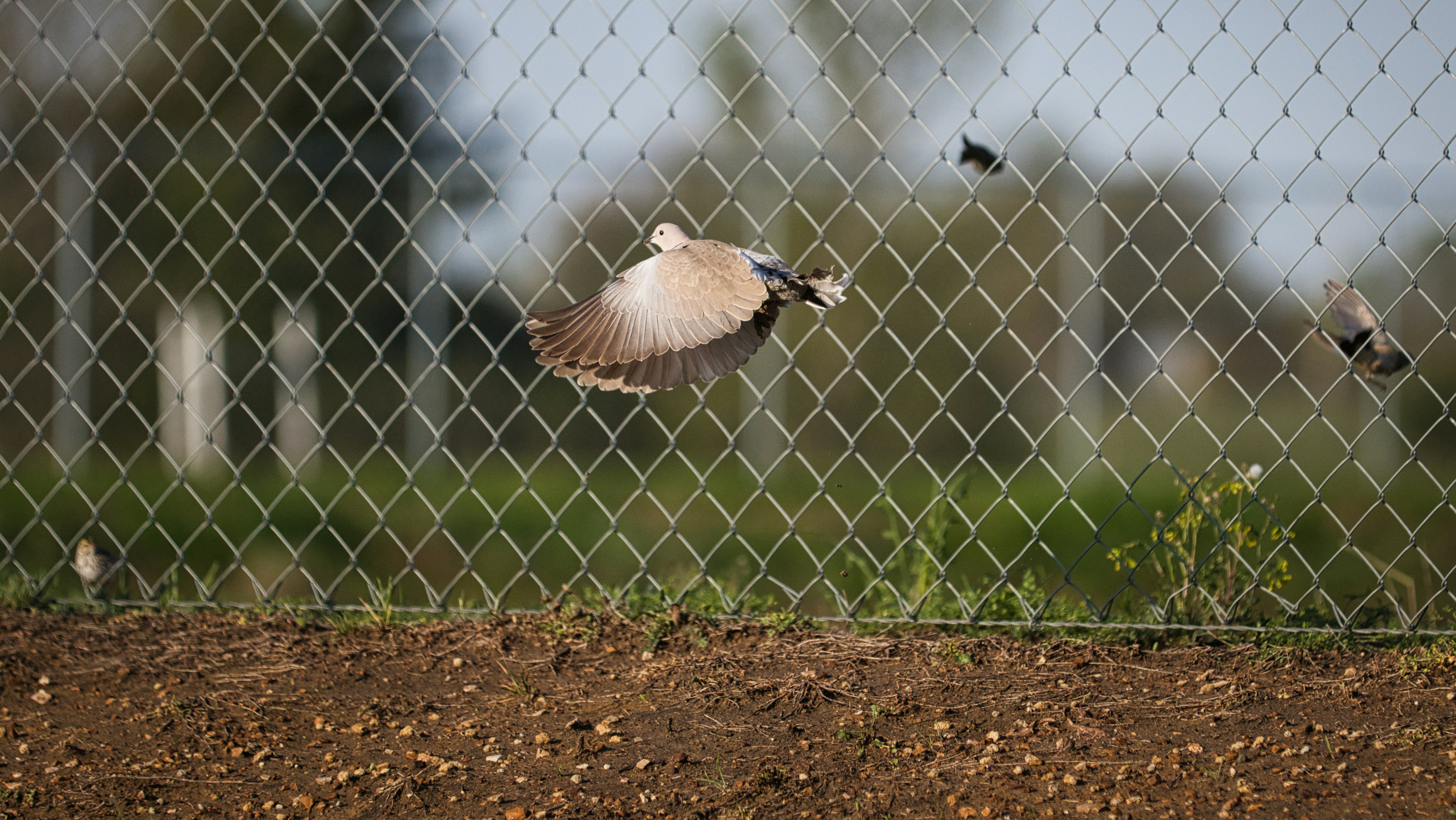 柵の近くを鳥が飛んでいます。