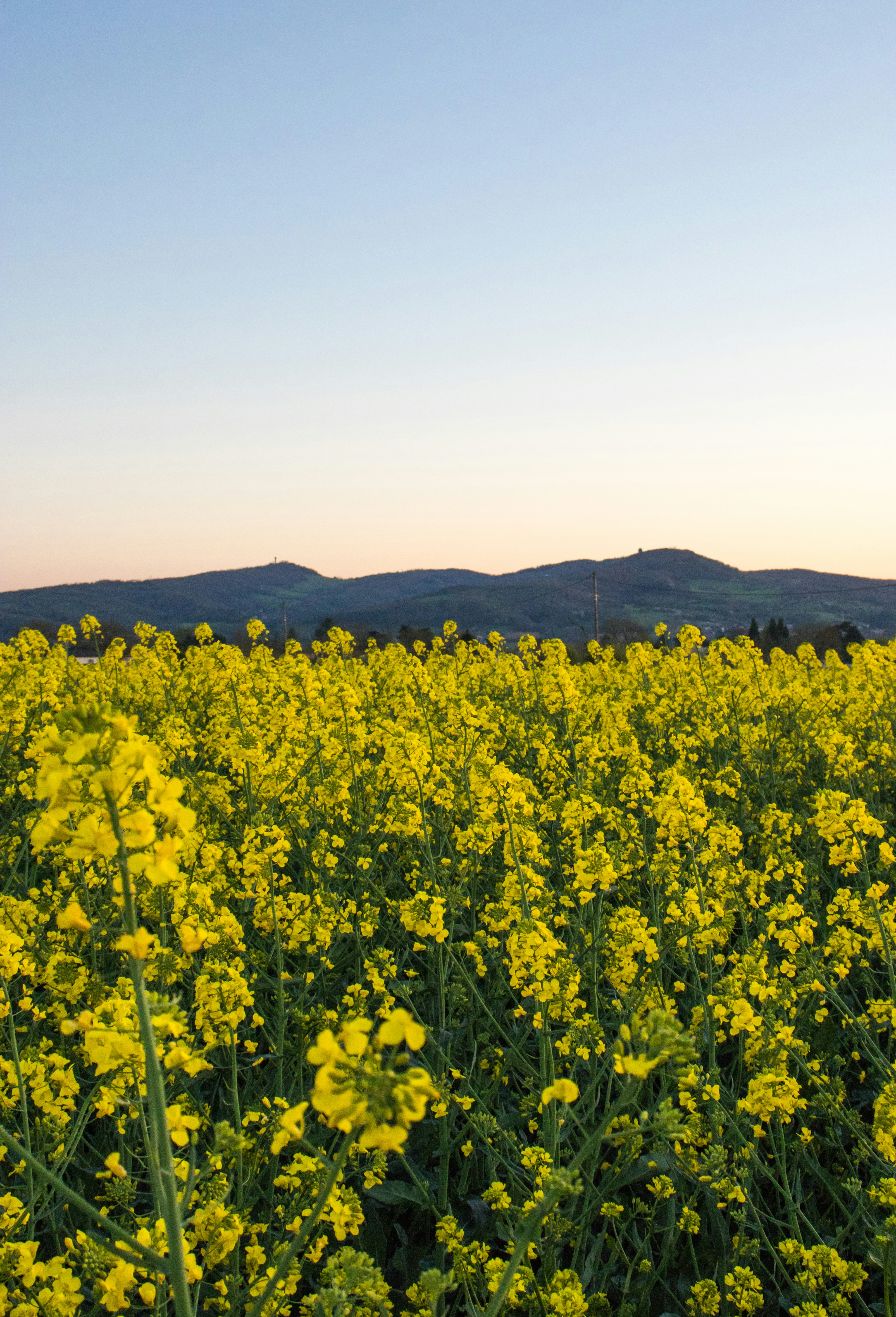 Photo by lucasgallone