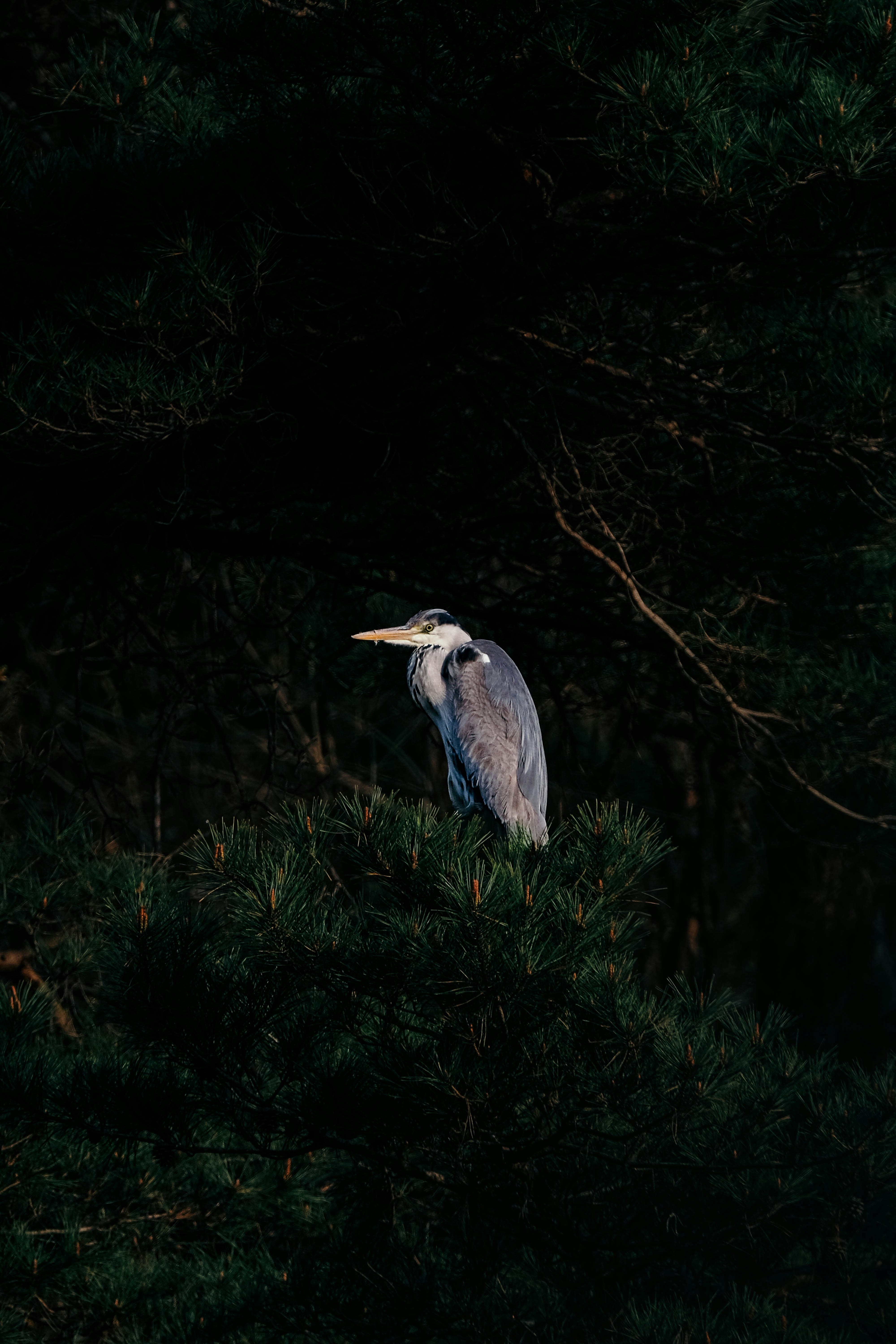 Photo by insungpandora