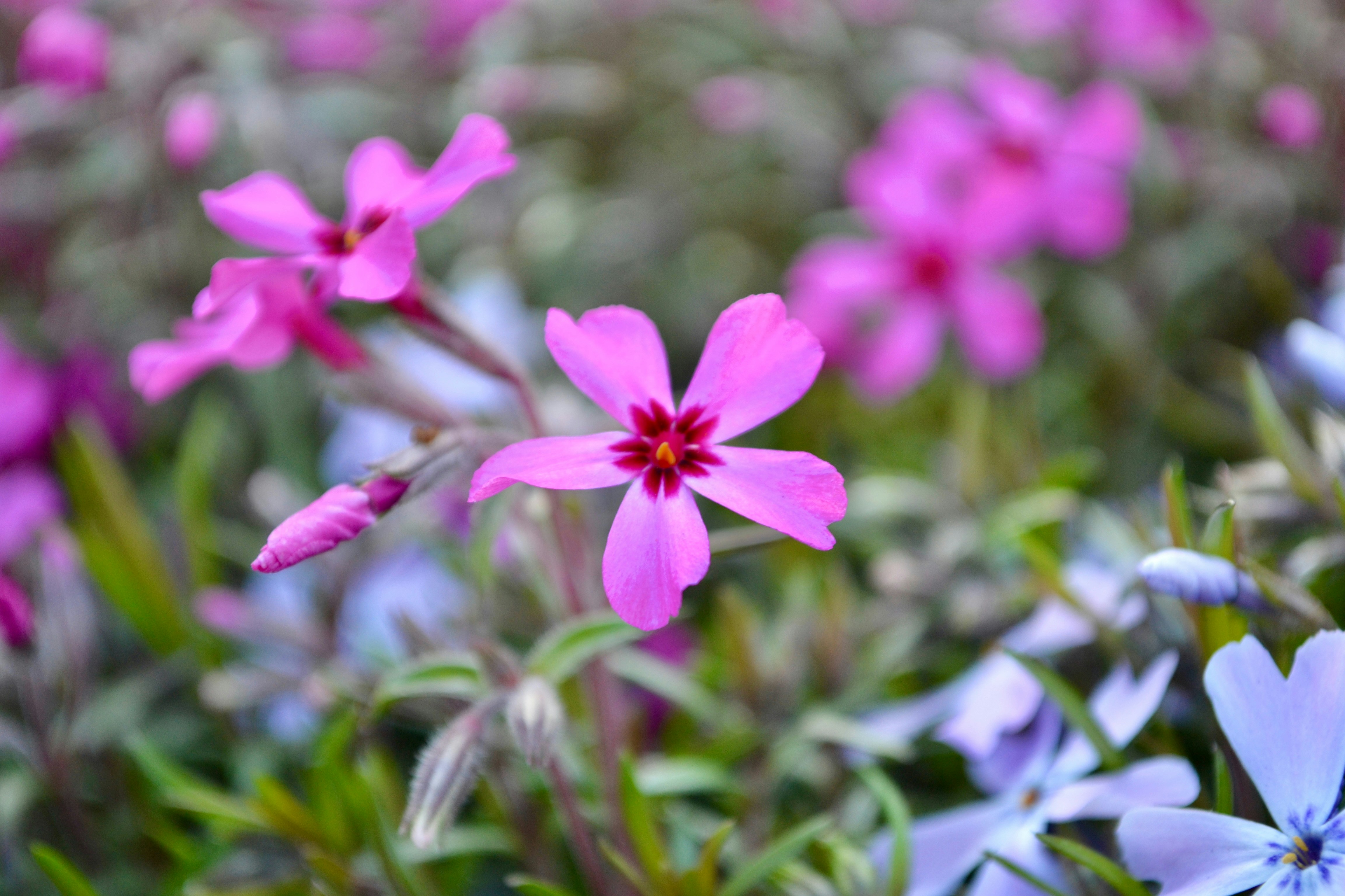 Photo by iamrifathus