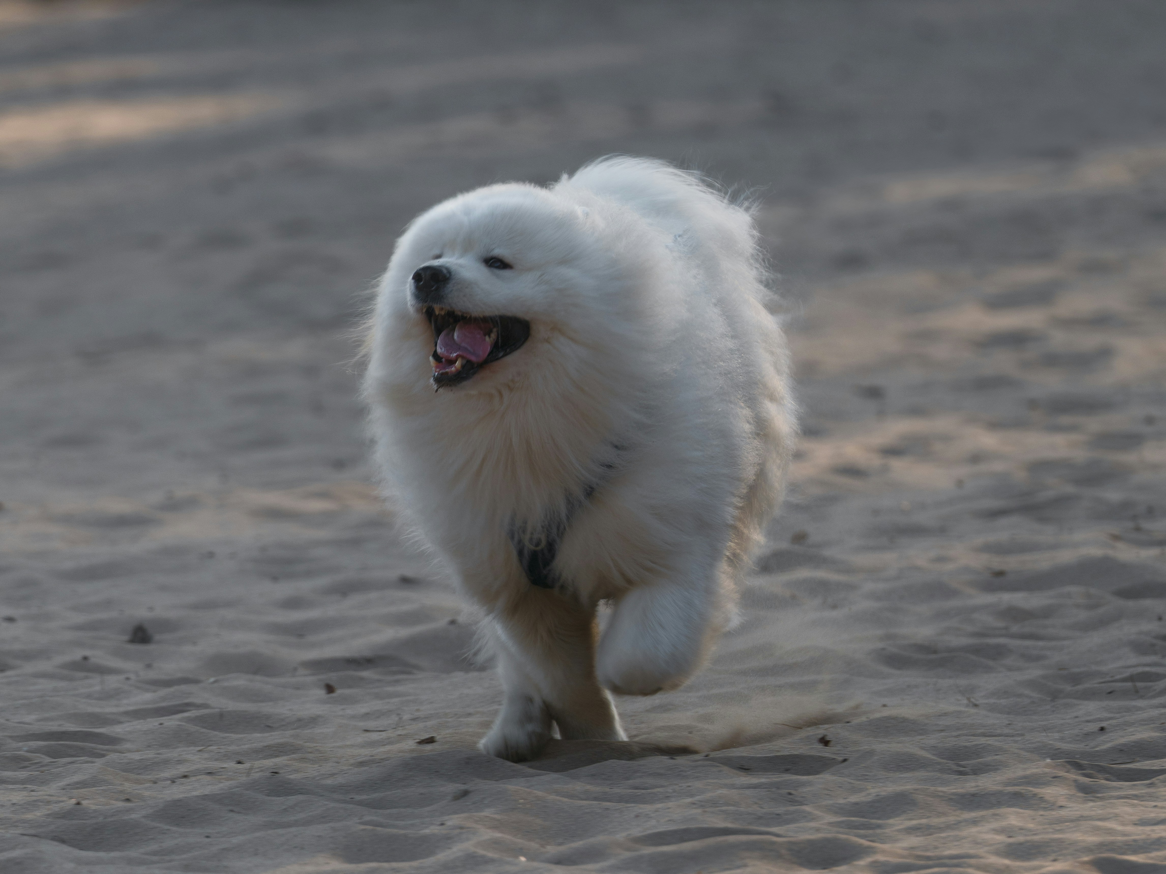 A happy samoyed dog runs happily.