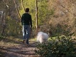 A man walks a dog in the woods.