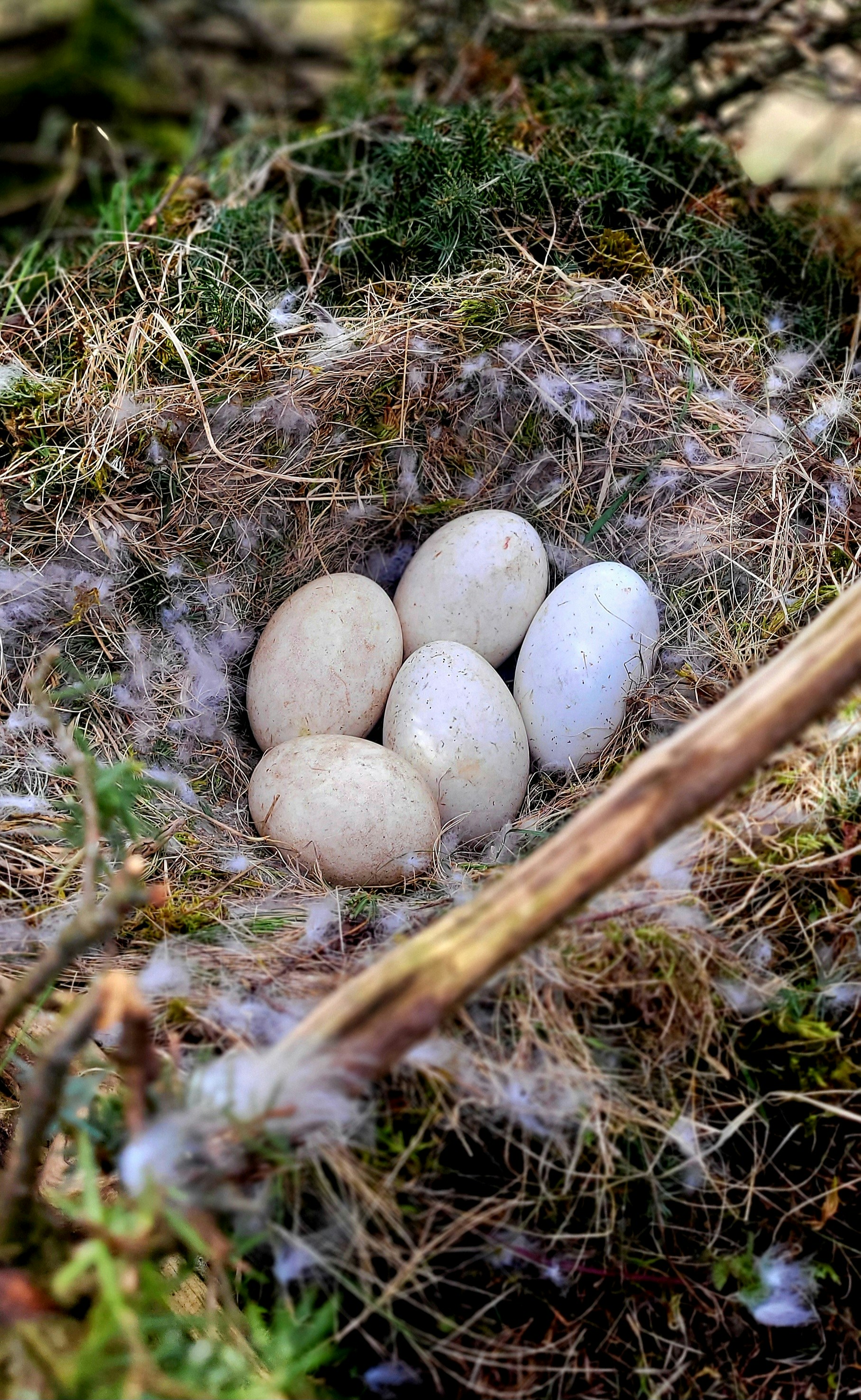 A nest with five eggs.