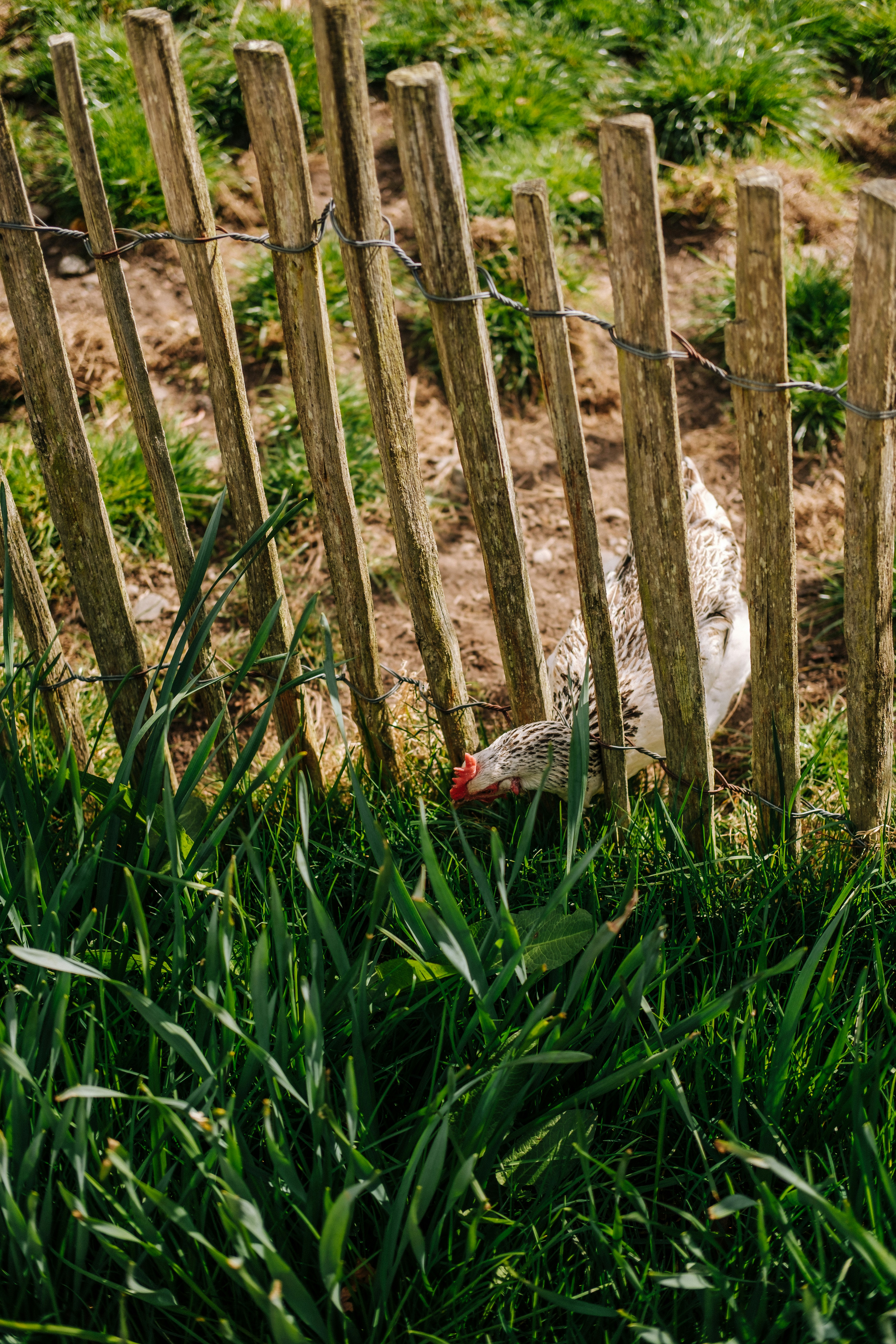 A chicken looks through a wooden fence.