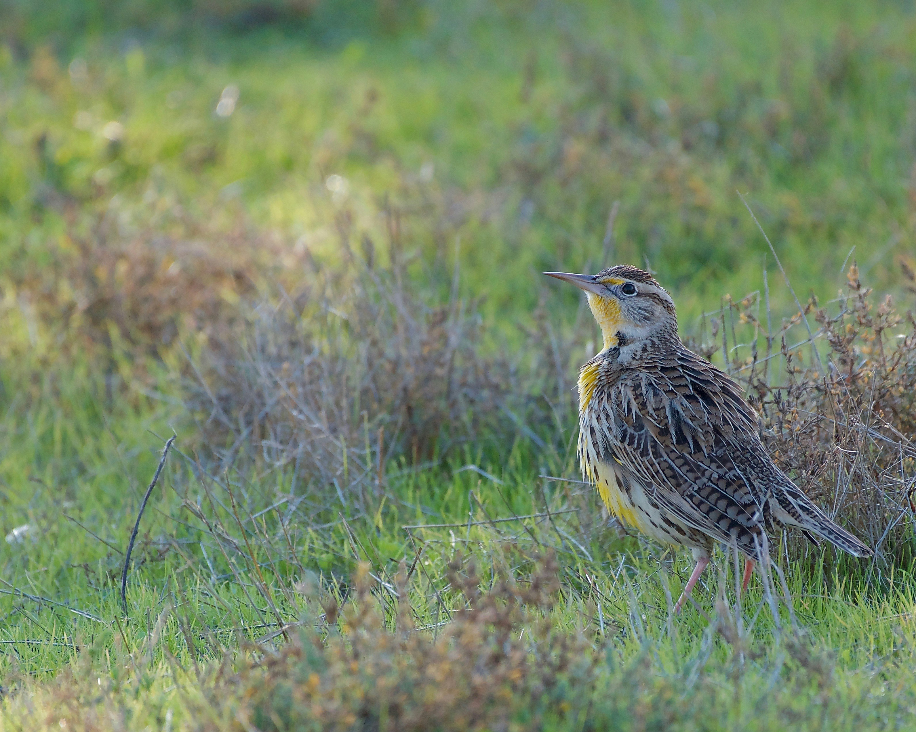A meadowlark stands in the grass.