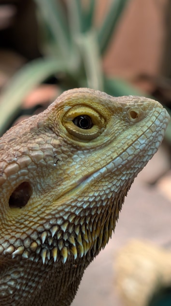 Dickfingergecko pflege terrarium einsteiger — practical guide overview