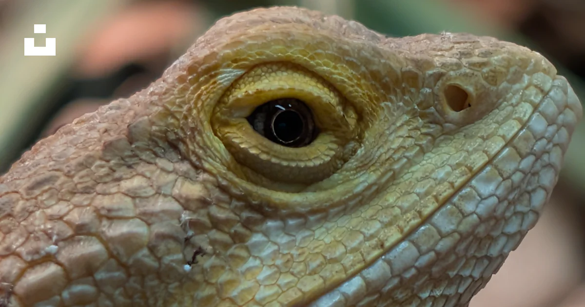 Lizard Cheeks A close-up of a lizard's face. photo – Free Lizard Image on Unsplash