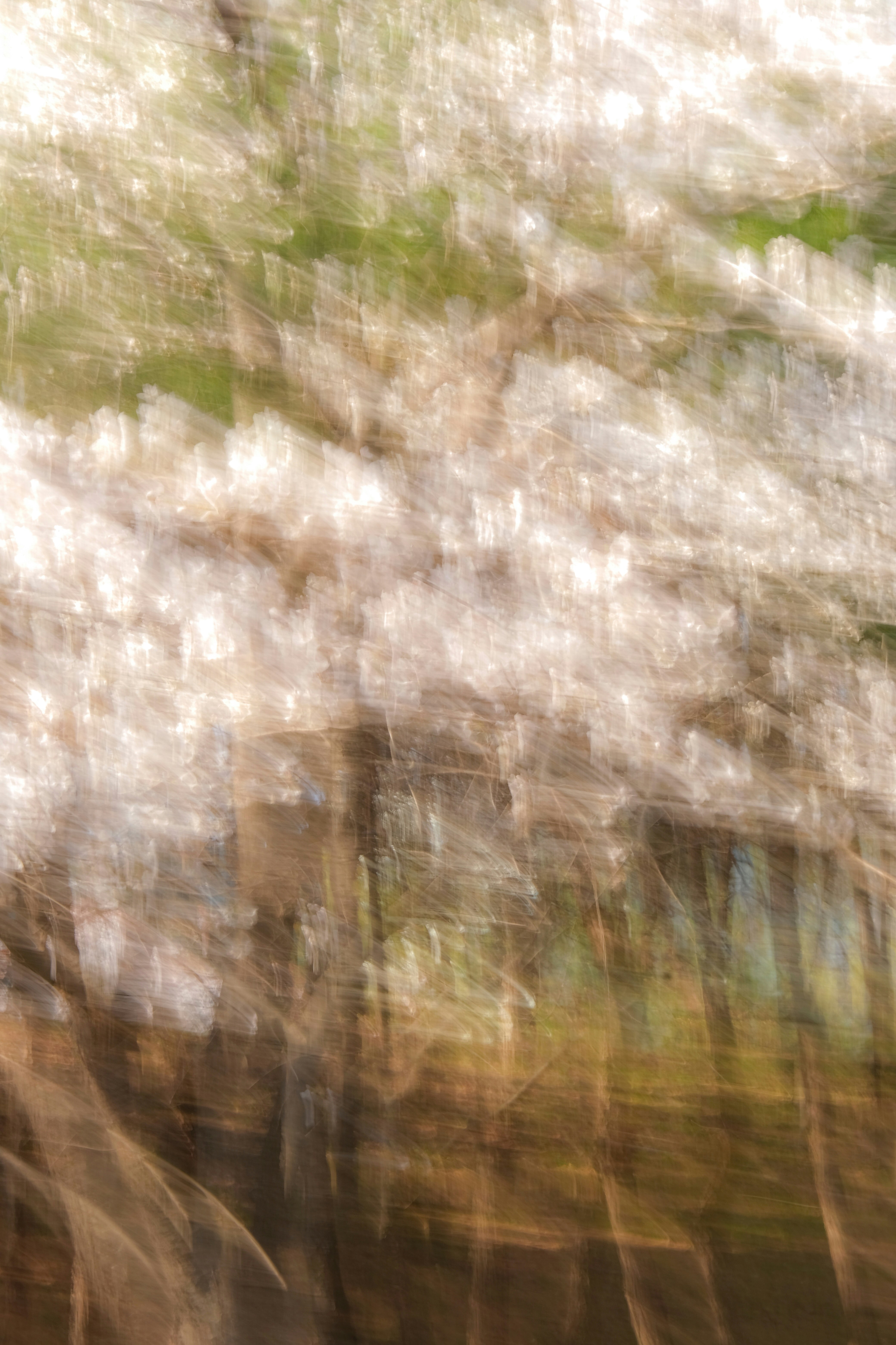 Blurred image of blooming trees and possibly a path.