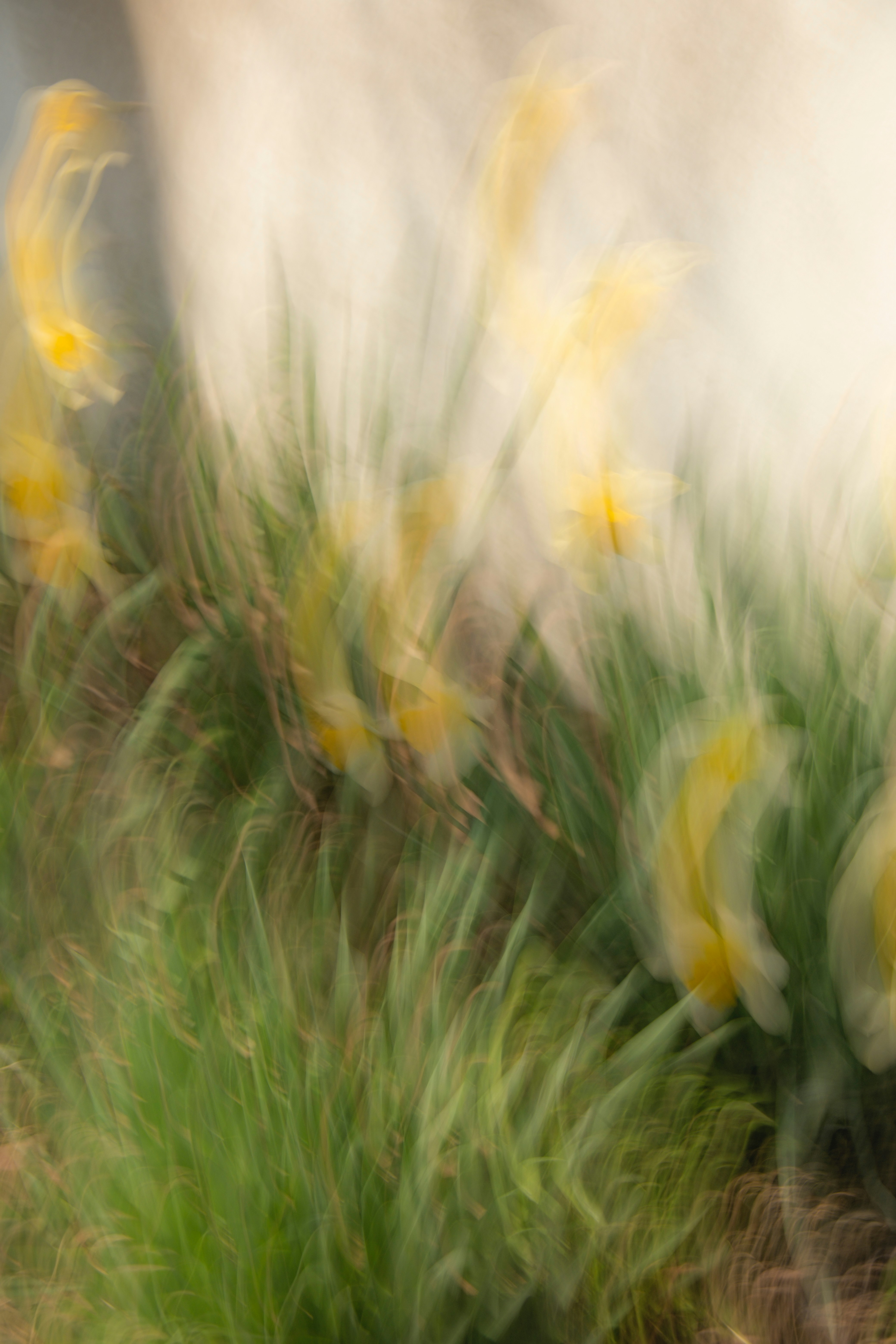 Blurred daffodils sway gently in the breeze.