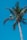Palm tree with blue sky.