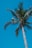 Palm tree with blue sky.