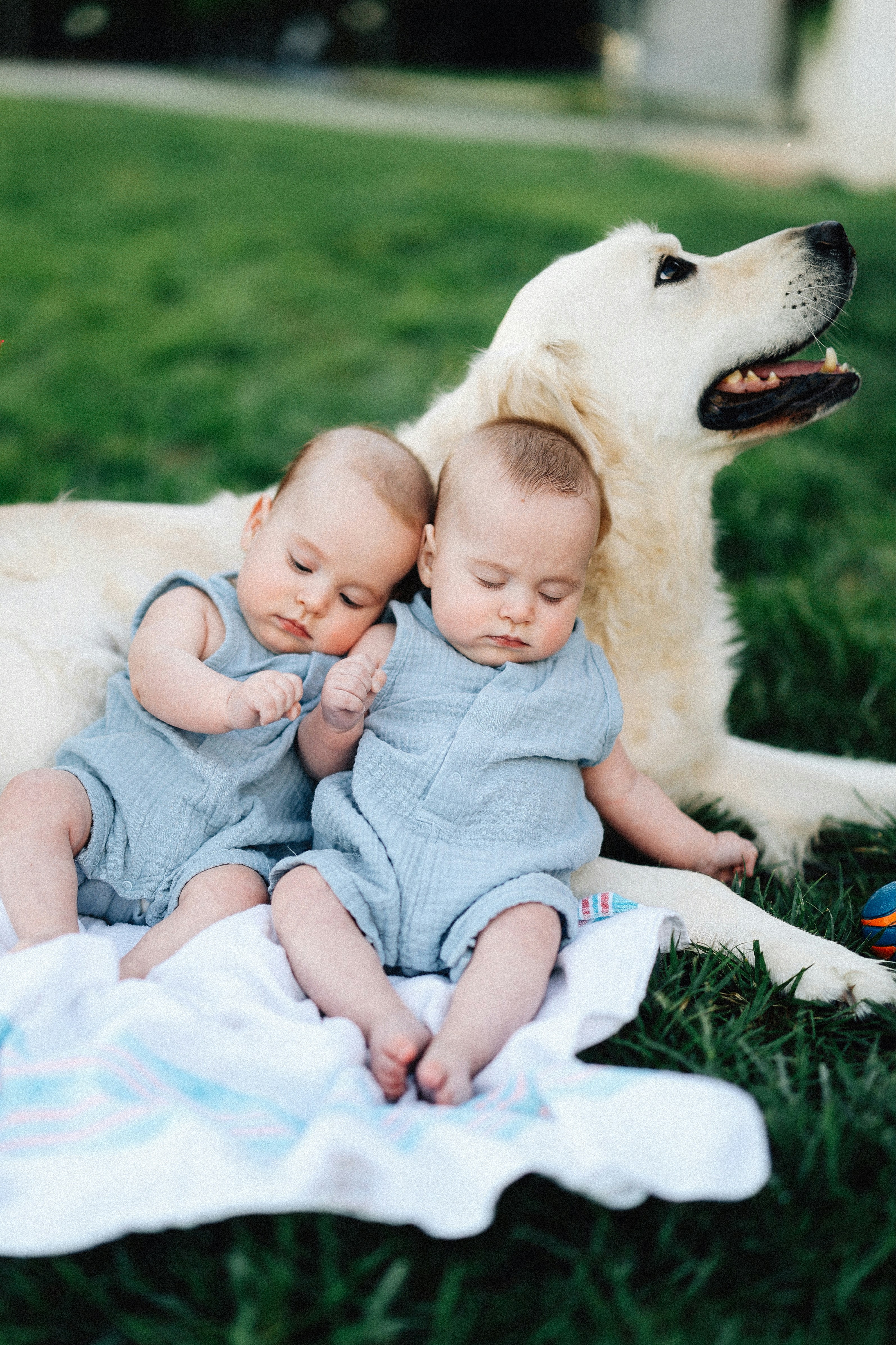Two babies and a golden retriever are relaxing outside.