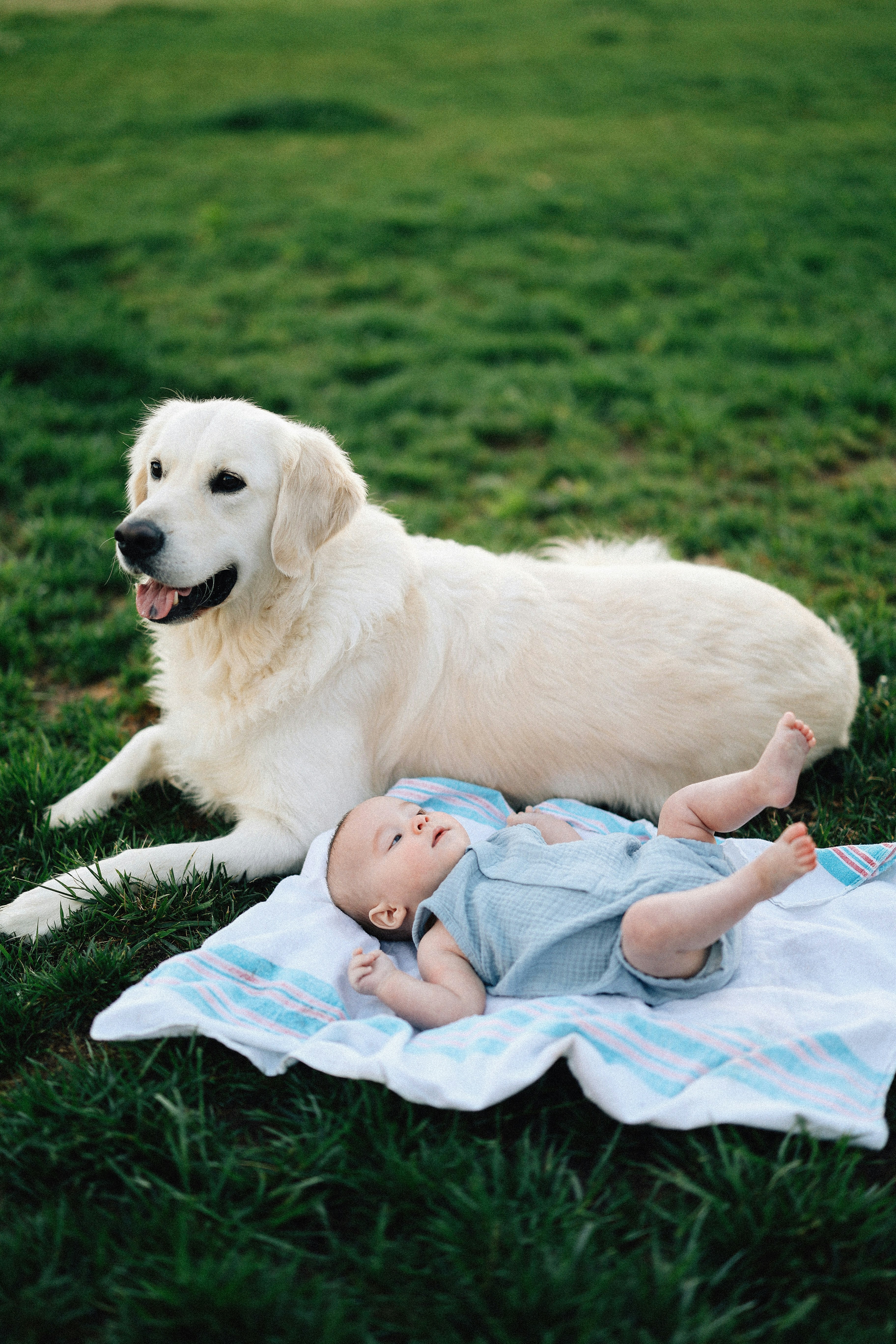 Adoption: Nature’s Wild Card (image credits: unsplash)