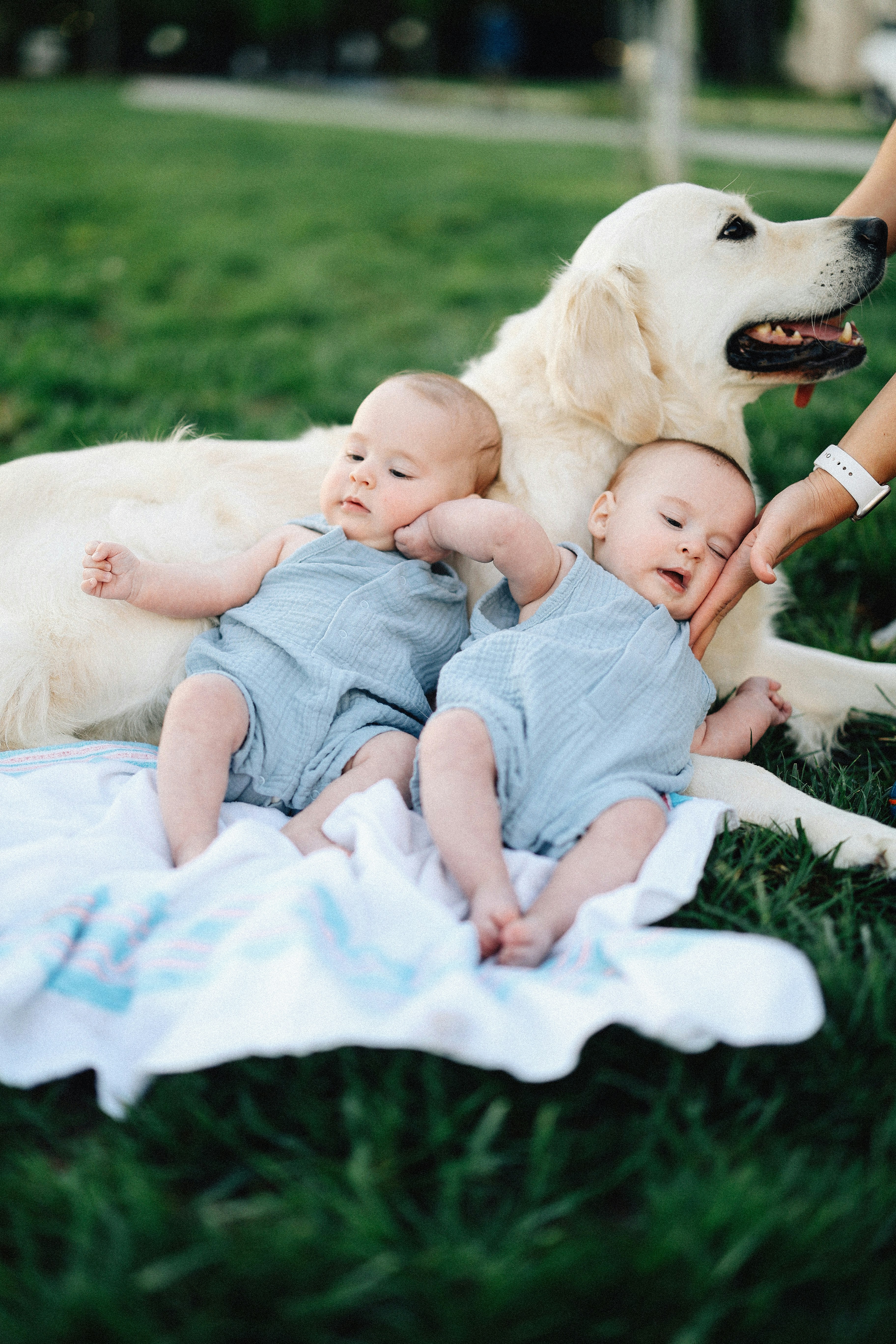 Babies and a golden retriever enjoy a sunny day.