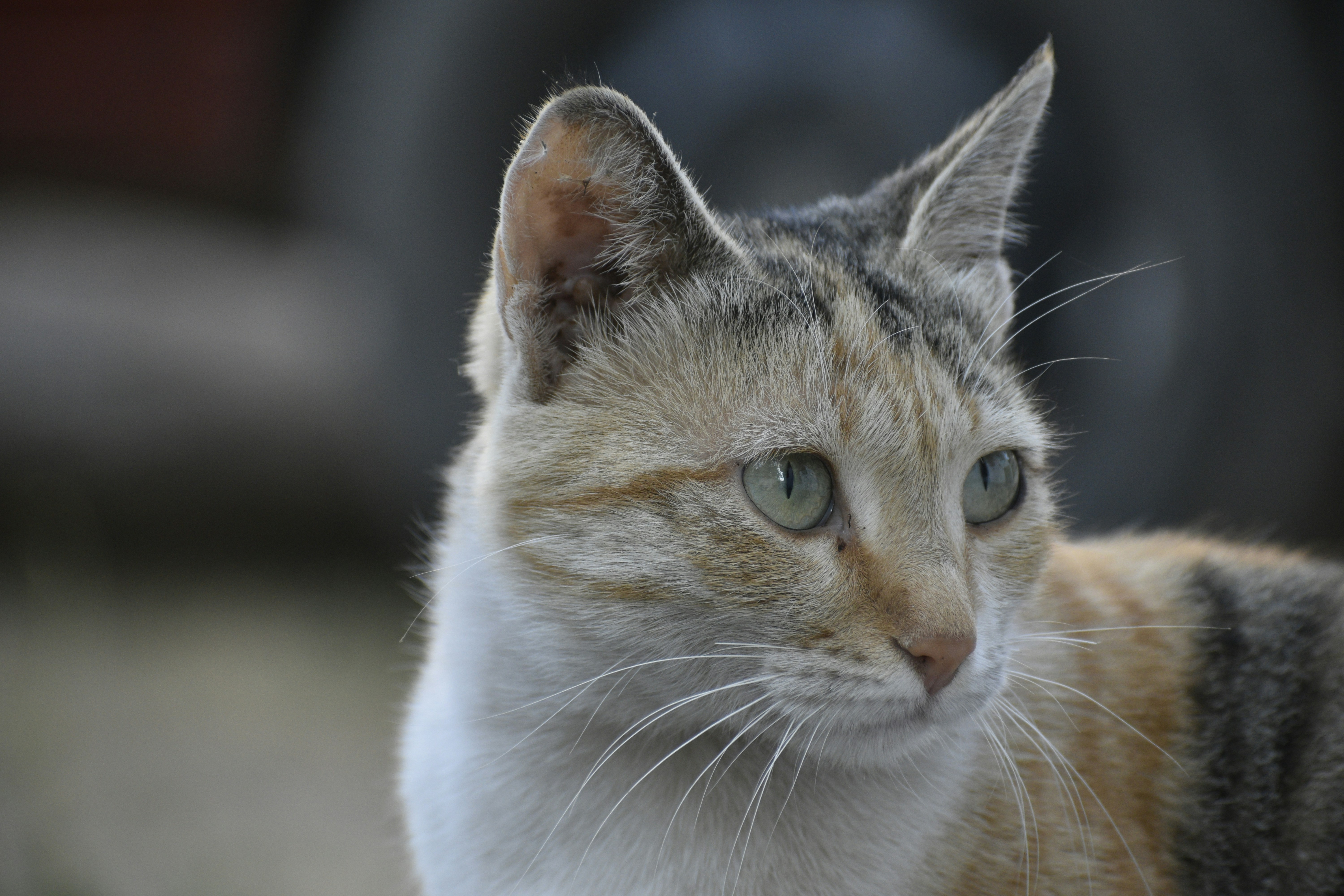 Photo by navalrathore_10