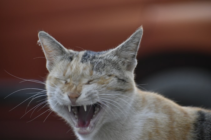 Cat Bad Breath Smell-to-Cause Chart: Periodontal vs Stomatitis vs Kidney vs Diabetes