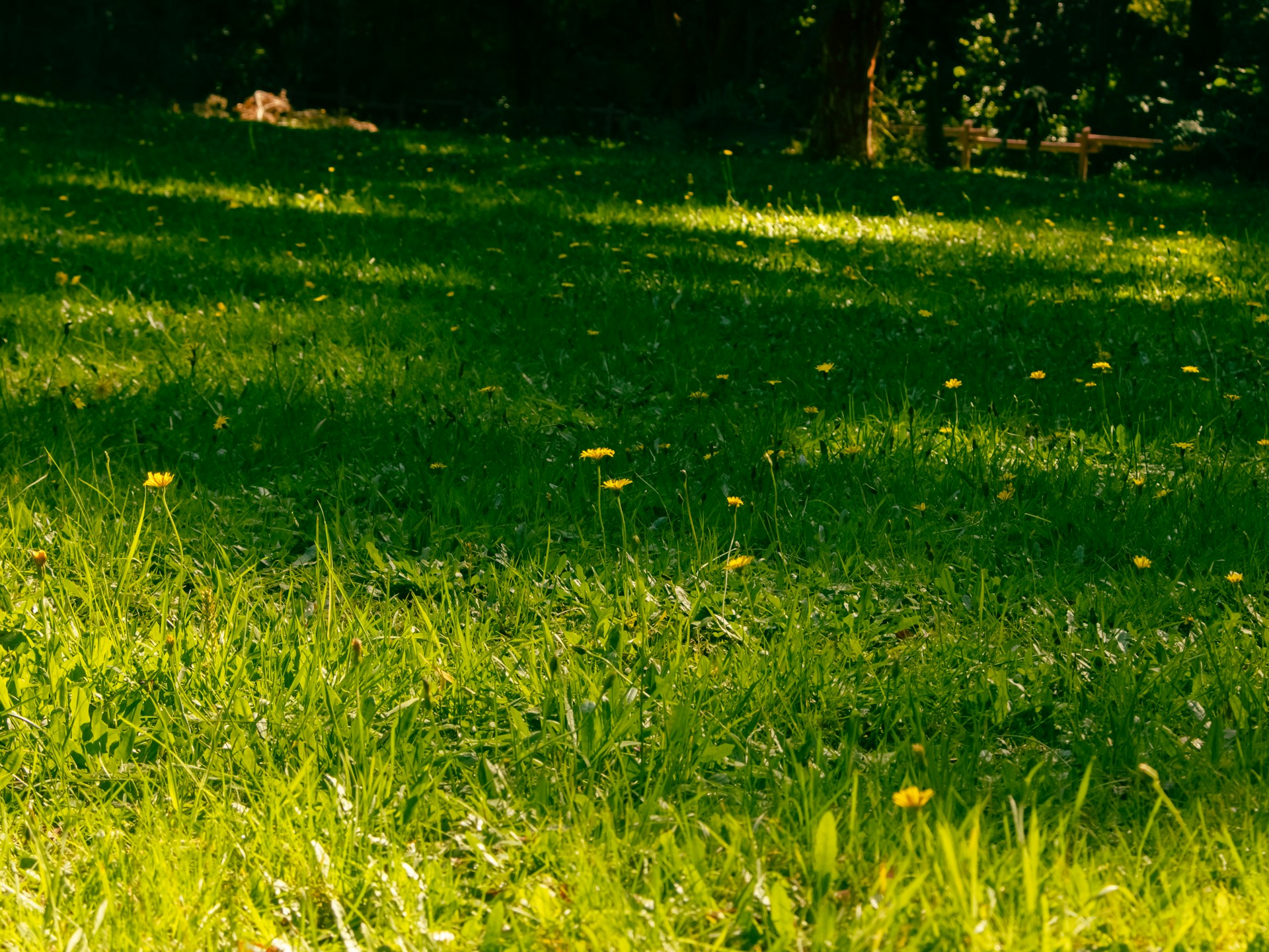 Sunny green lawn and trees.