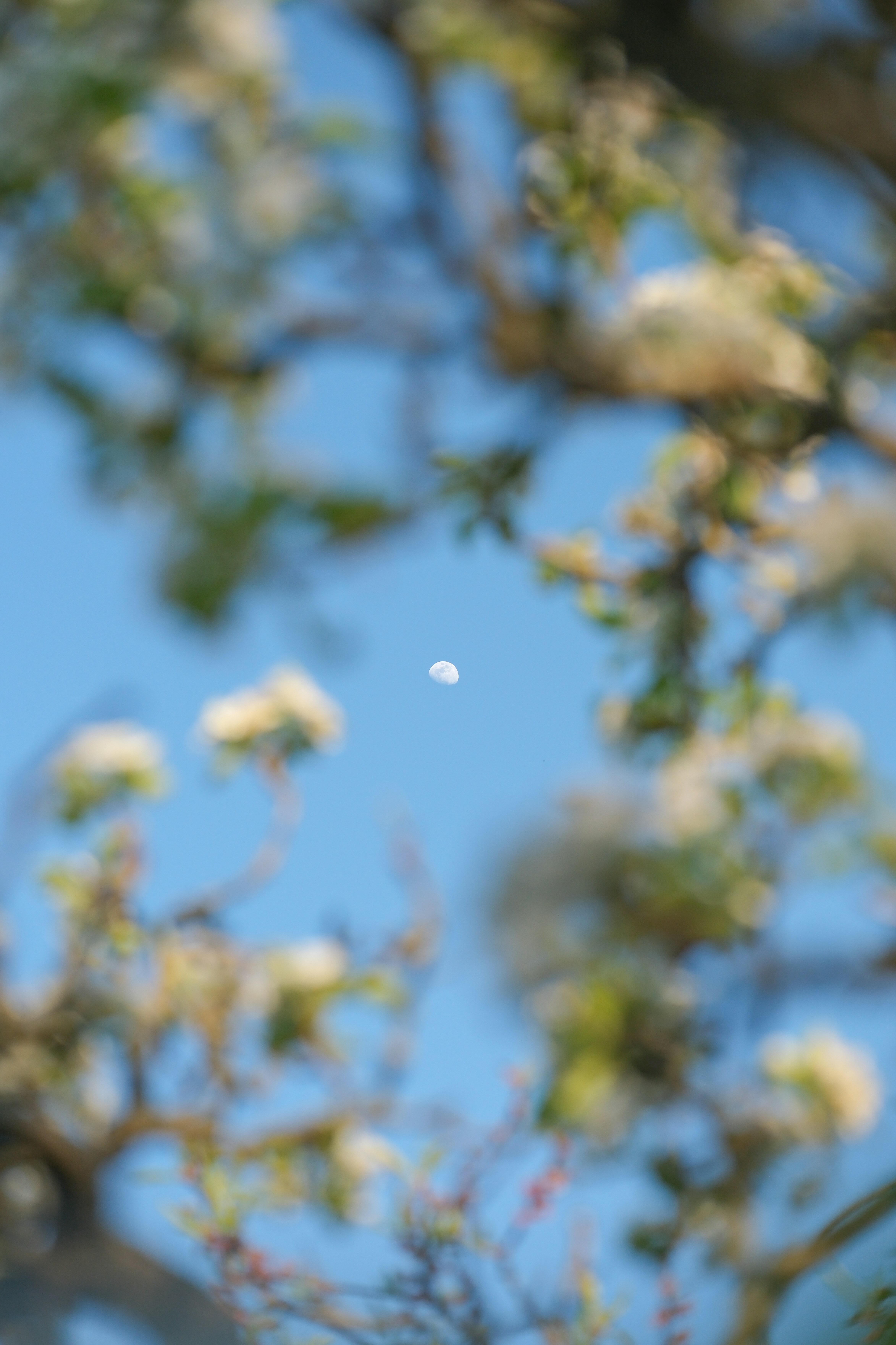 La luna brilla a través de las ramas de los árboles y florece.