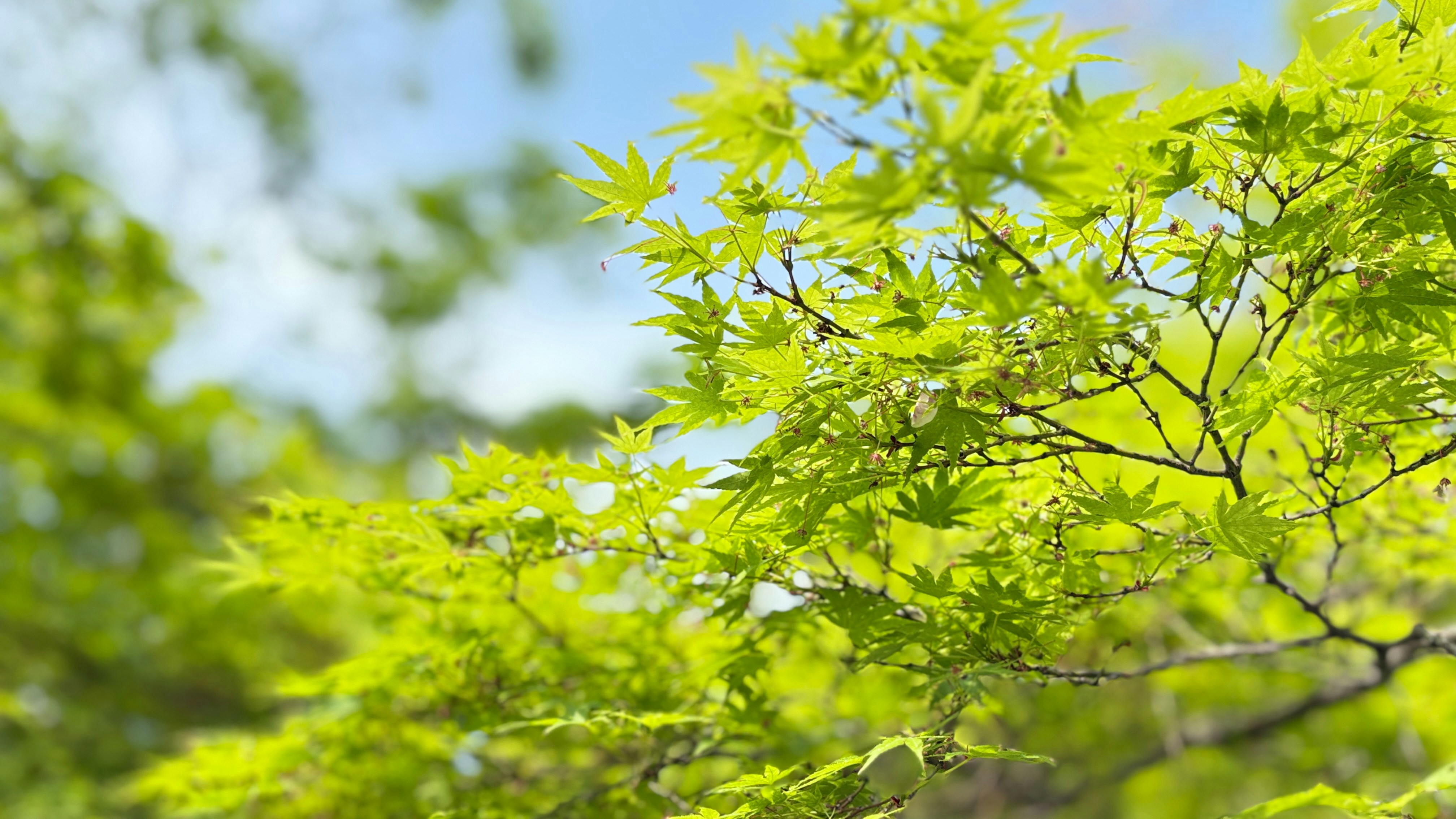 Photo by godzilla365