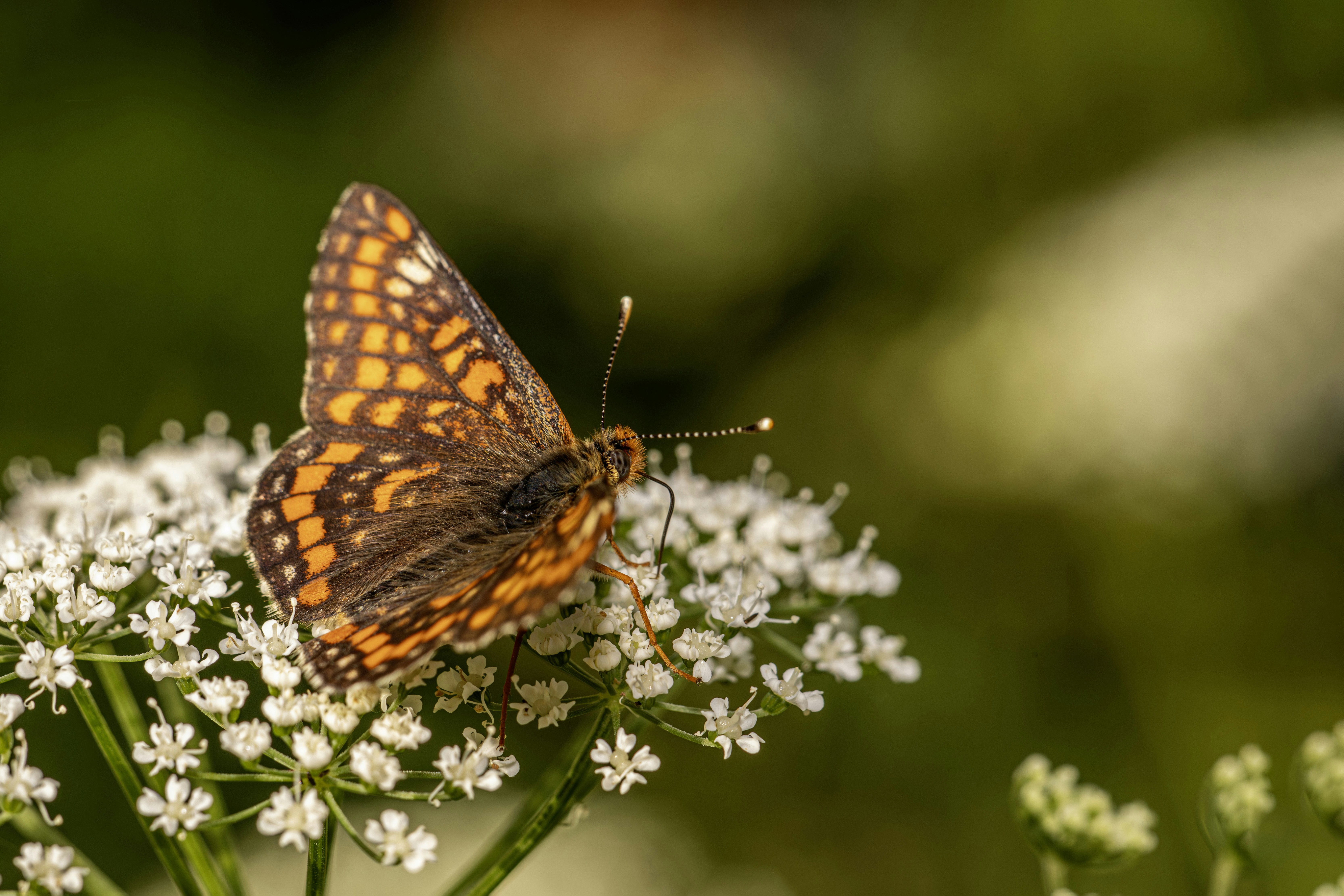 Photo by erik_karits