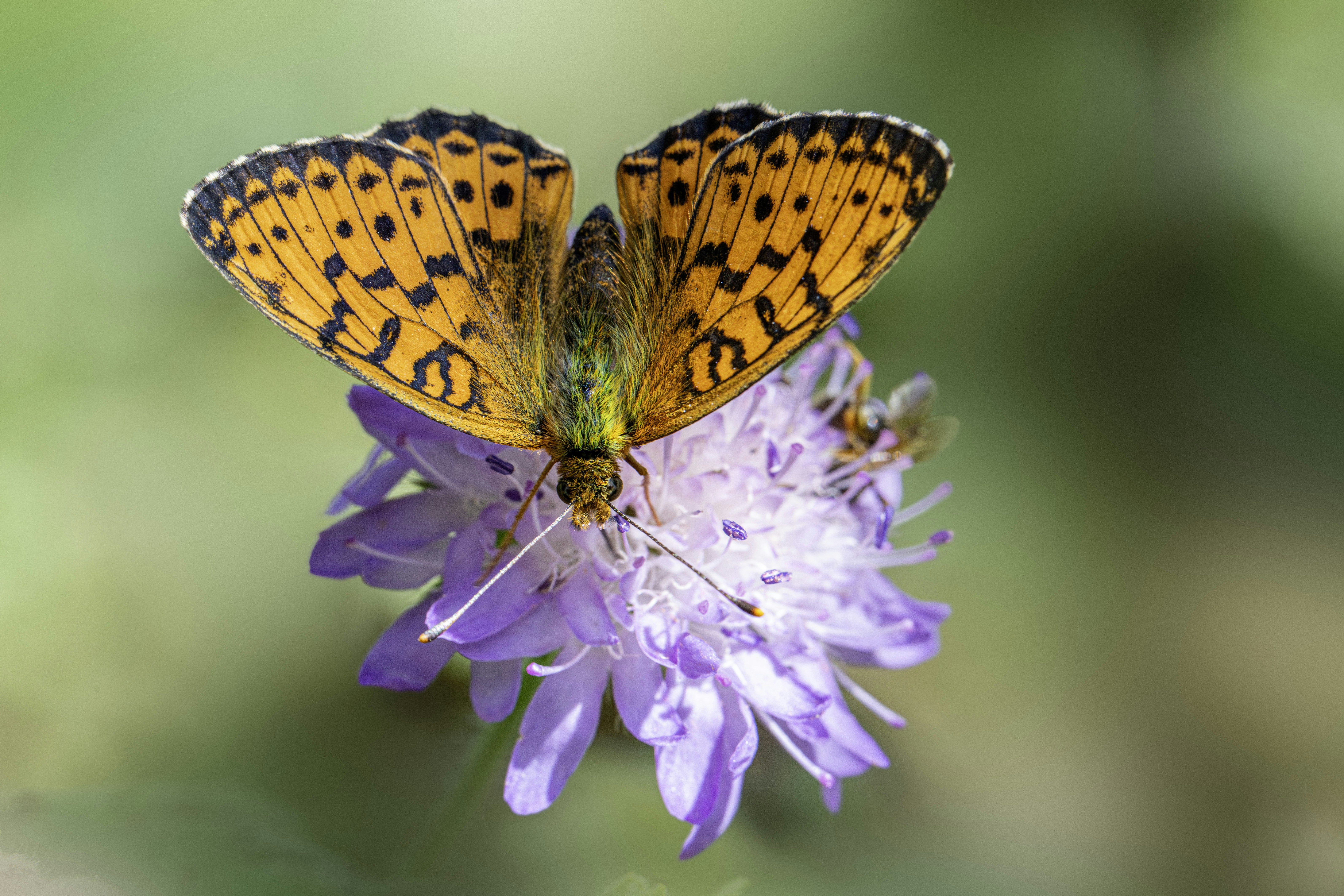 Photo by erik_karits