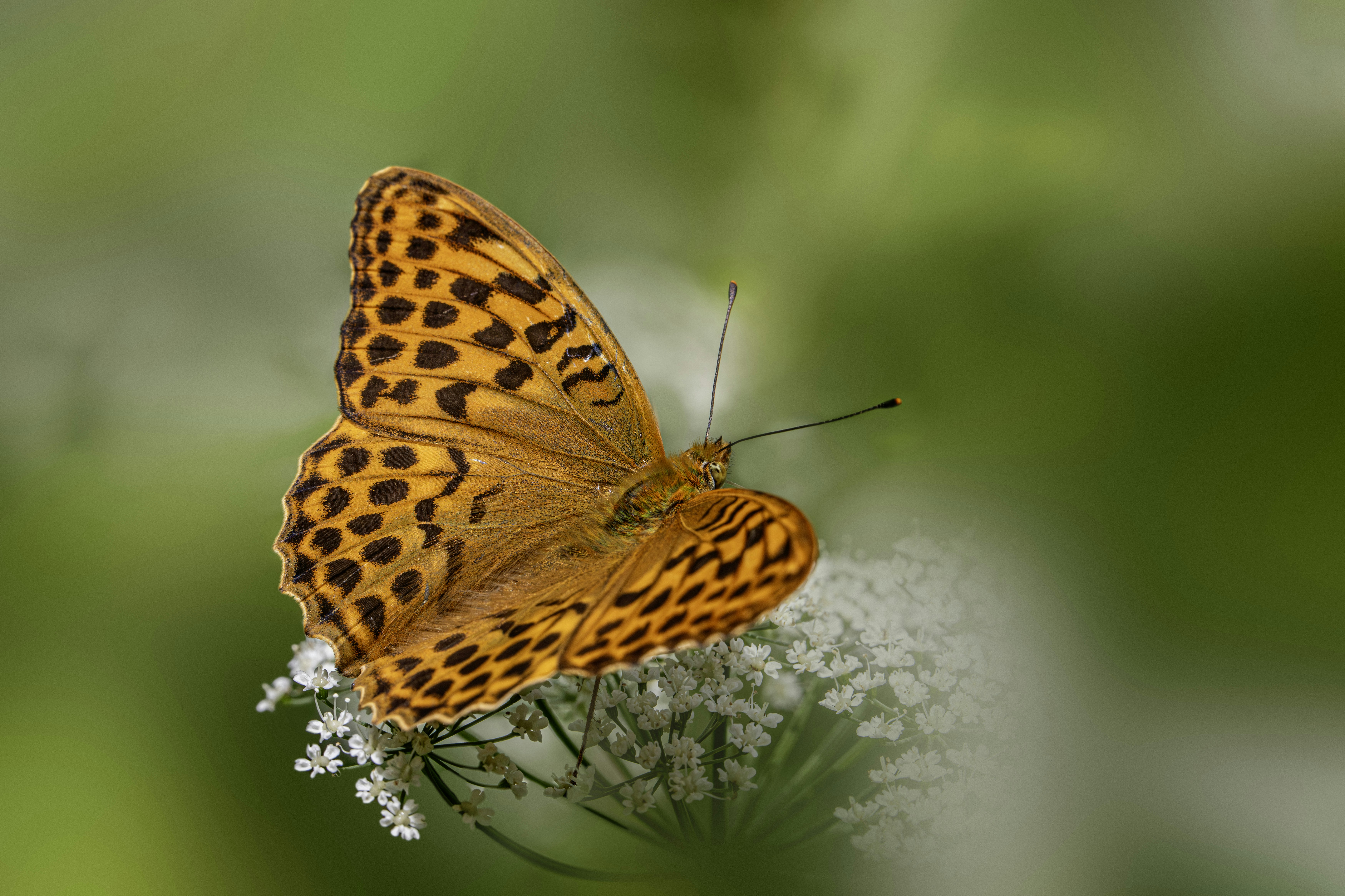 Photo by erik_karits